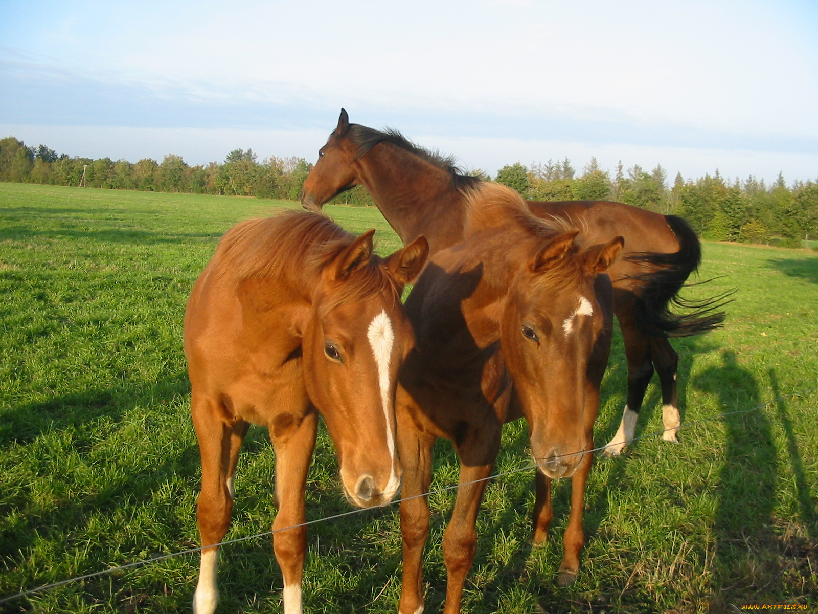животные, лошади, лошадь, луг