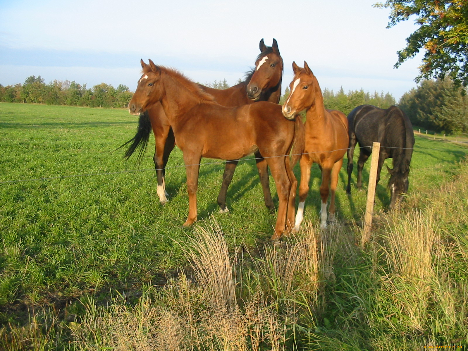 животные, лошади, луг