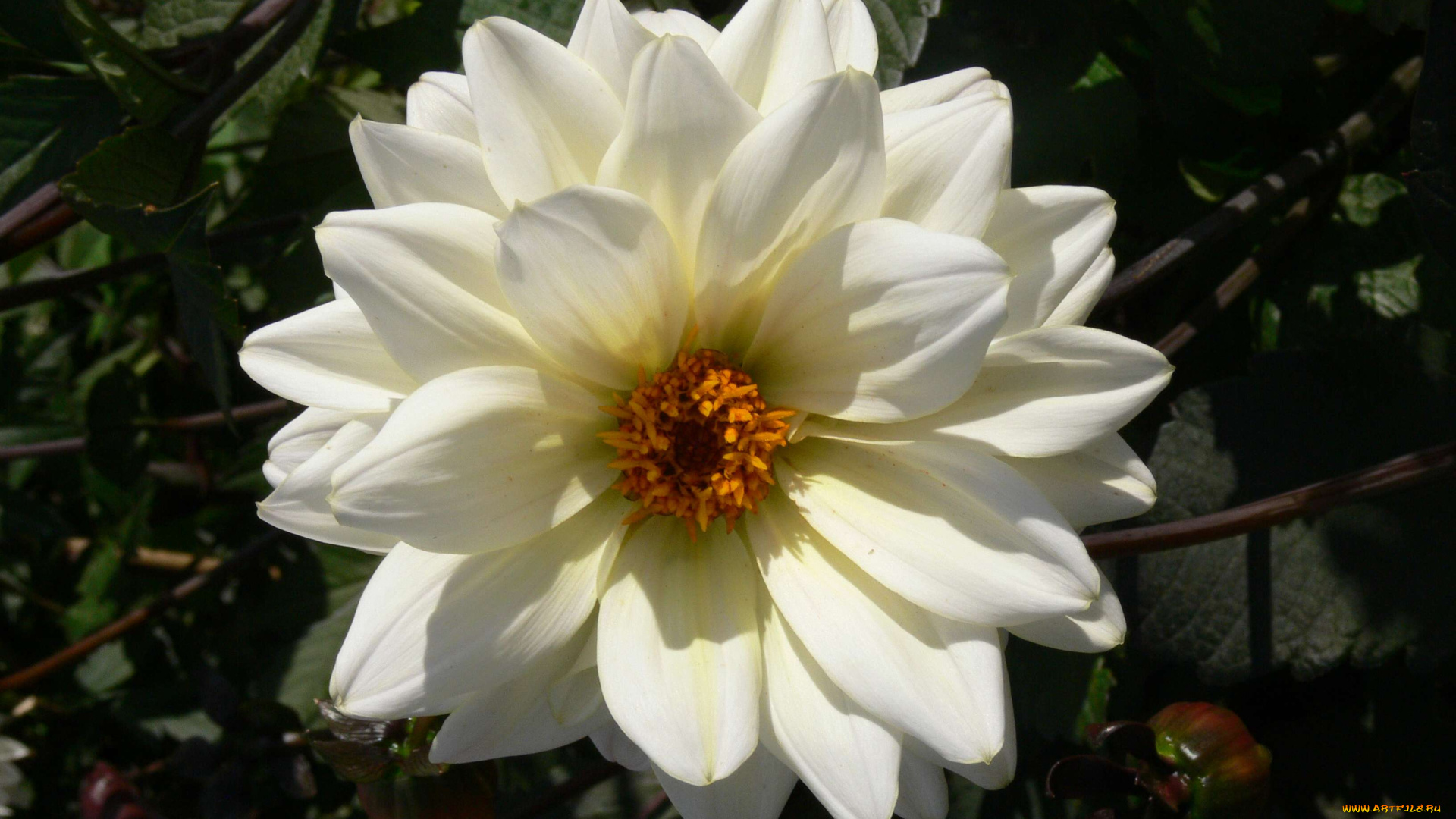 цветы, георгины, георгина