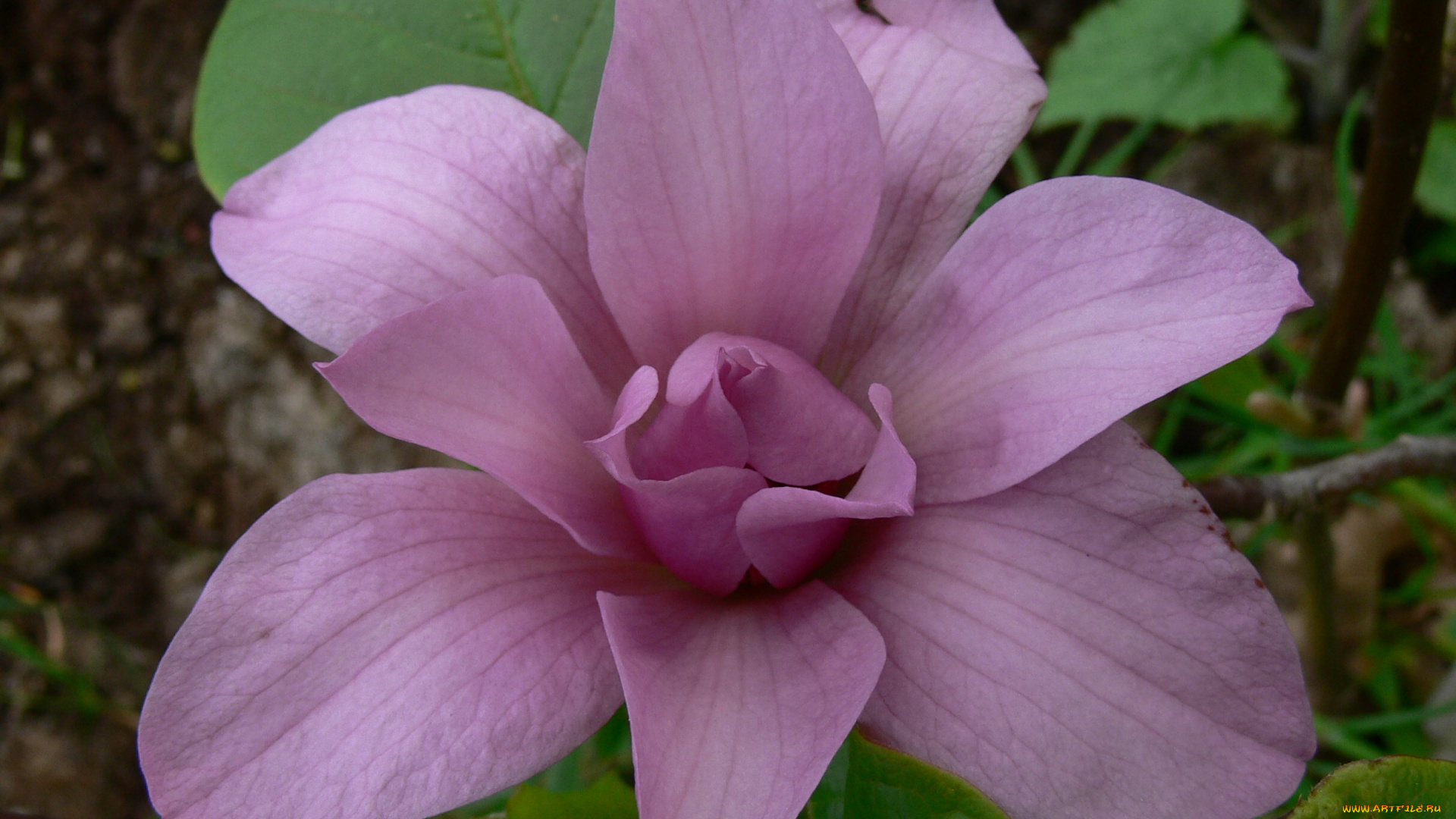 цветы, лепестки