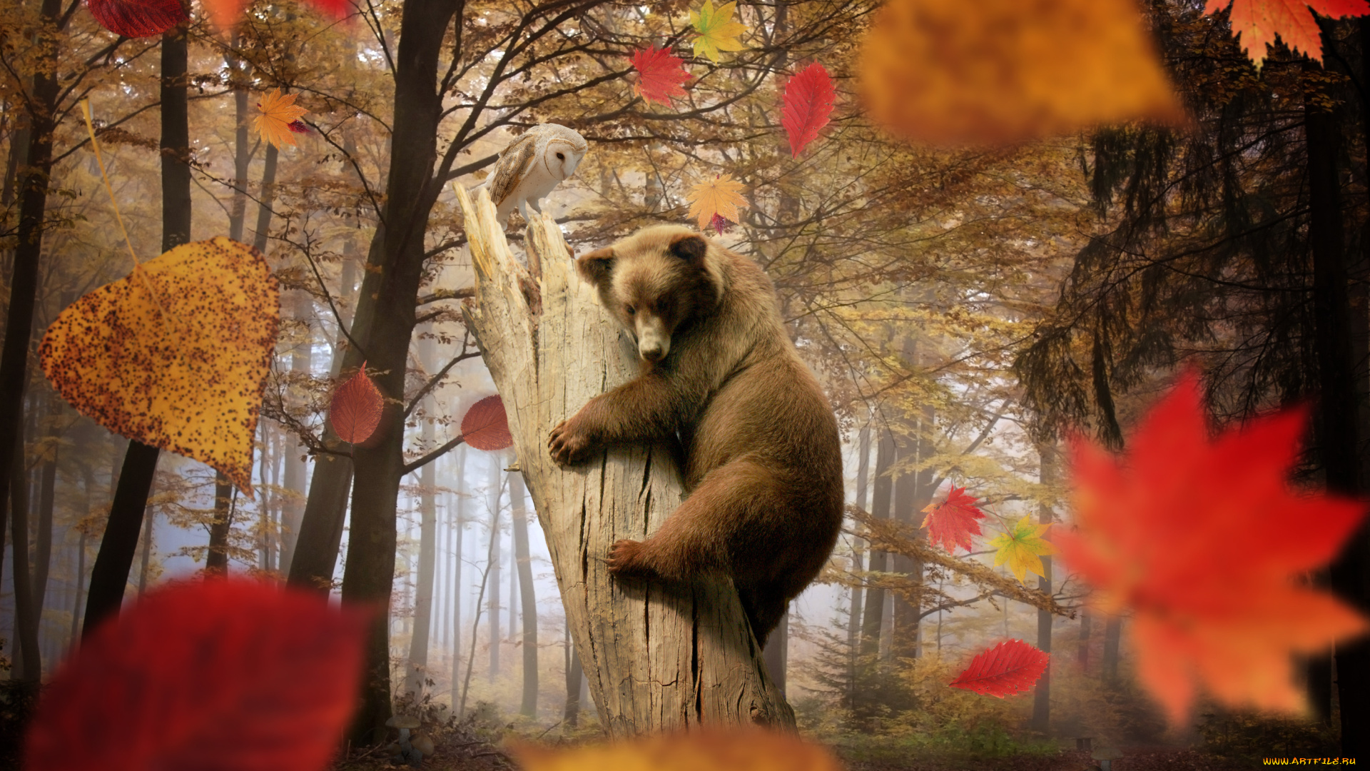 разное, компьютерный, дизайн, деревья, листья, медведь, сова, осень, лес, листопад, грибы