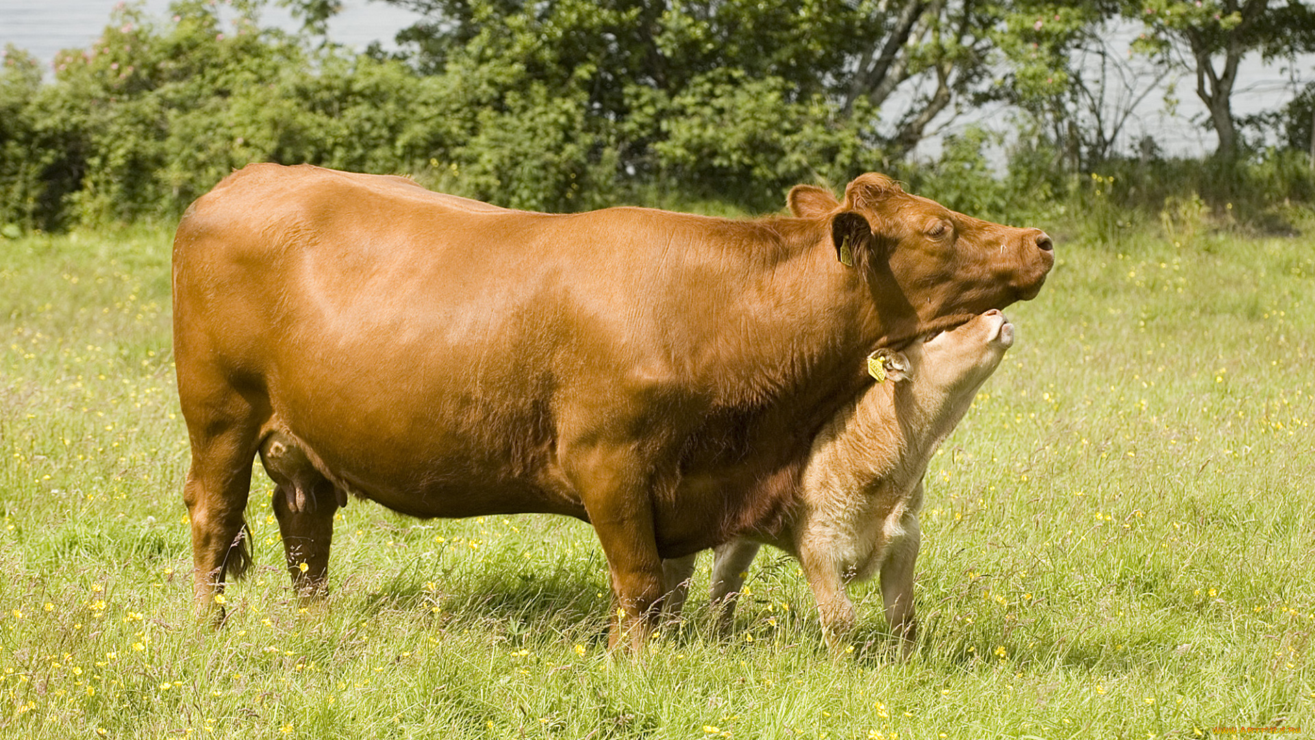 животные, коровы, буйволы, корова, теленок, луг