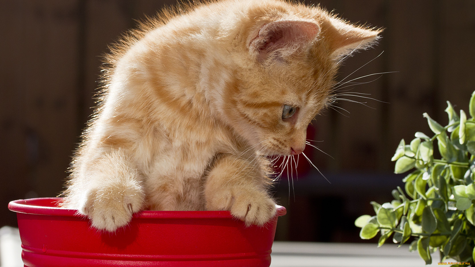животные, коты, котёнок