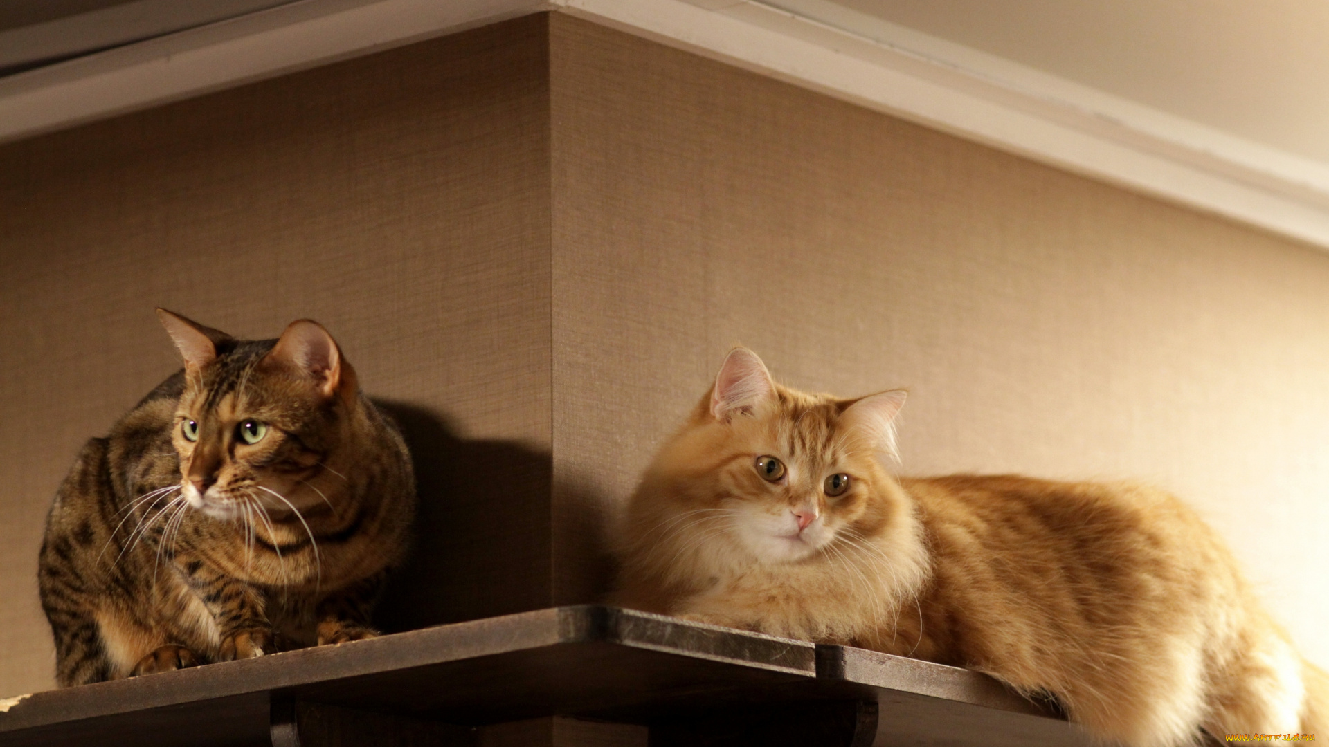 животные, коты, полки