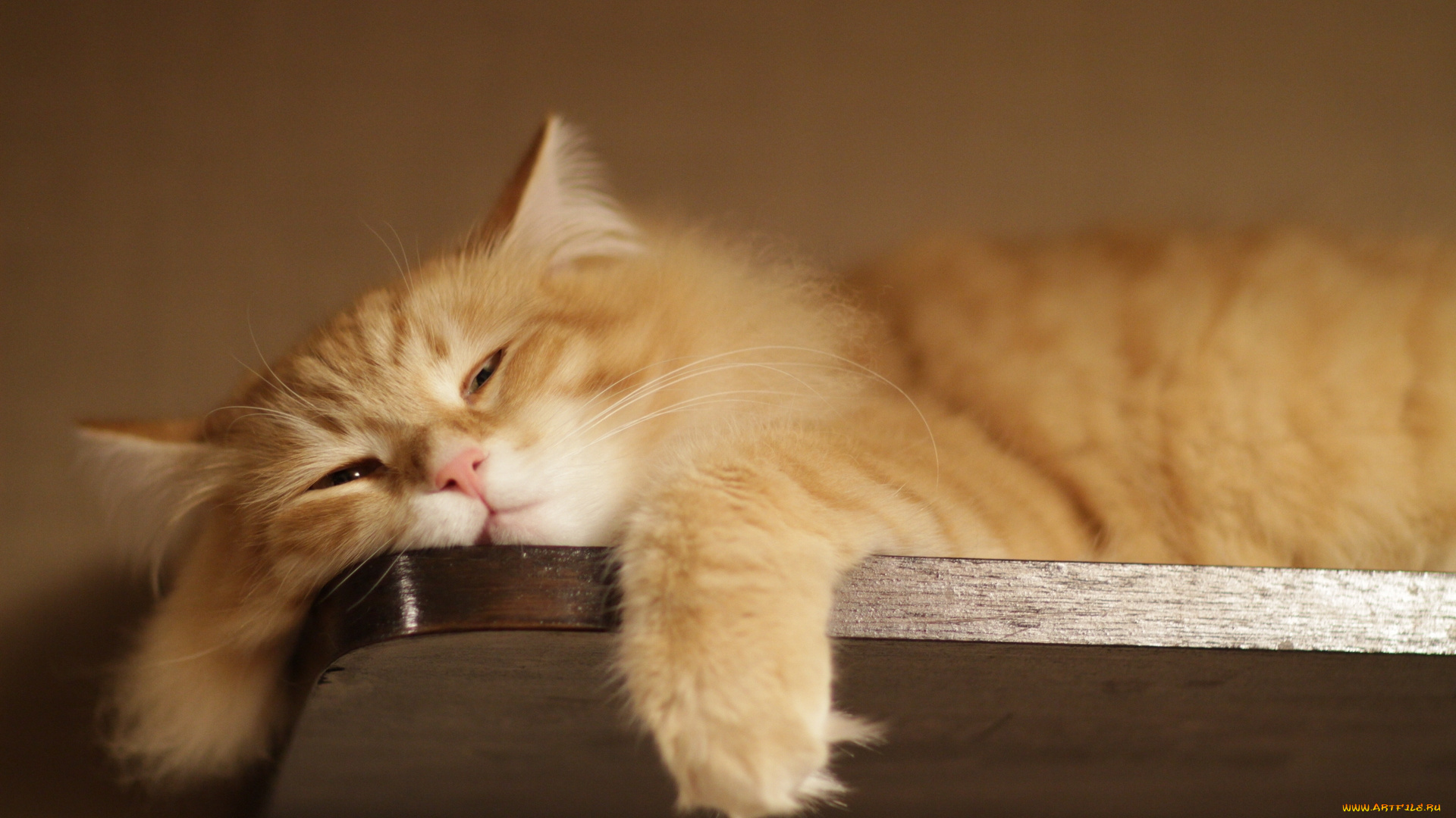 животные, коты, рыжий, кот