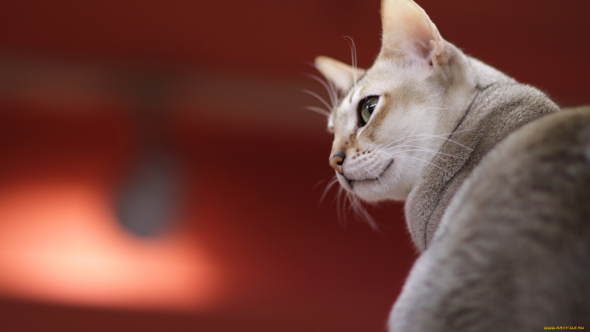 животные, коты, взгляд