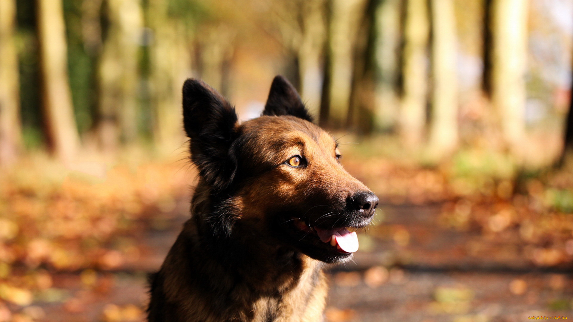 животные, собаки, лес, собака