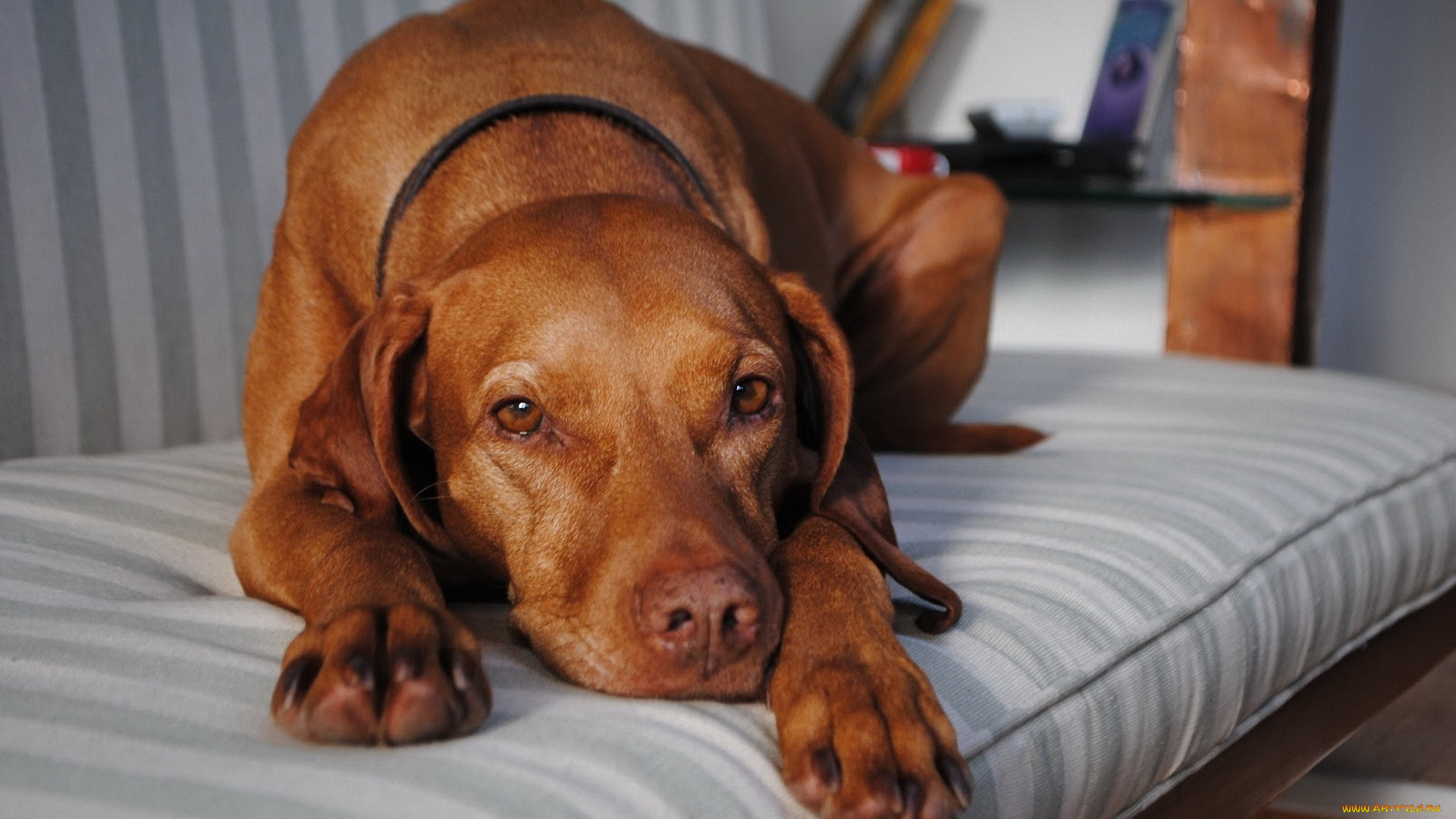 животные, собаки, взгляд, грусть