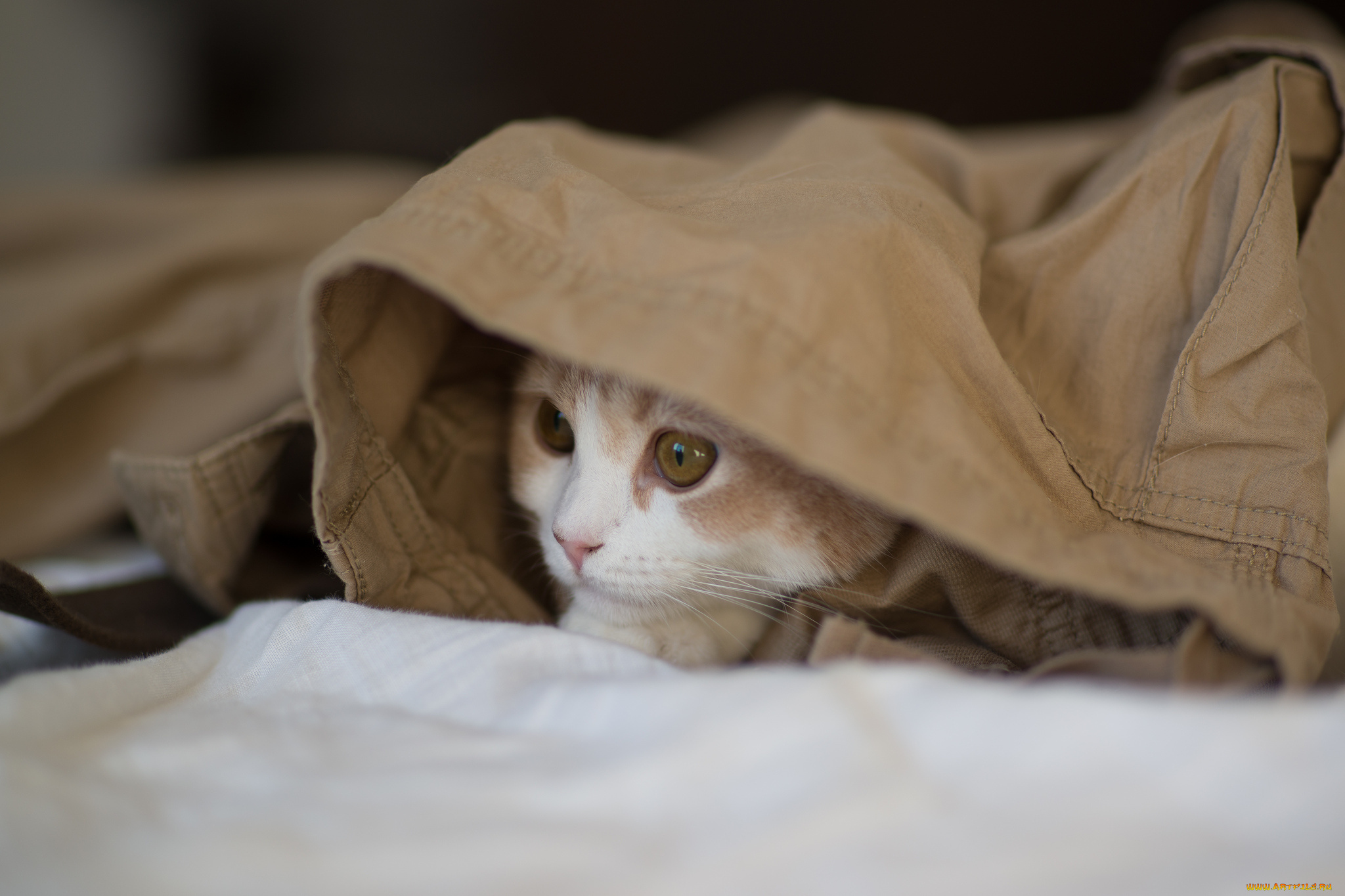 животные, коты, benjamin, torode, hannah, котёнок