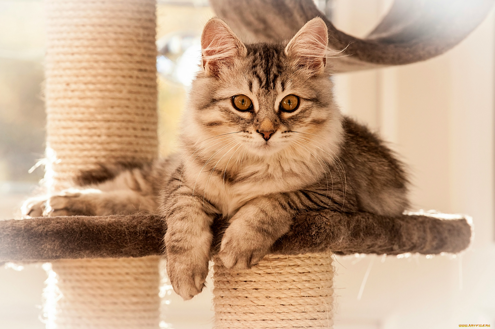 животные, коты, взгляд