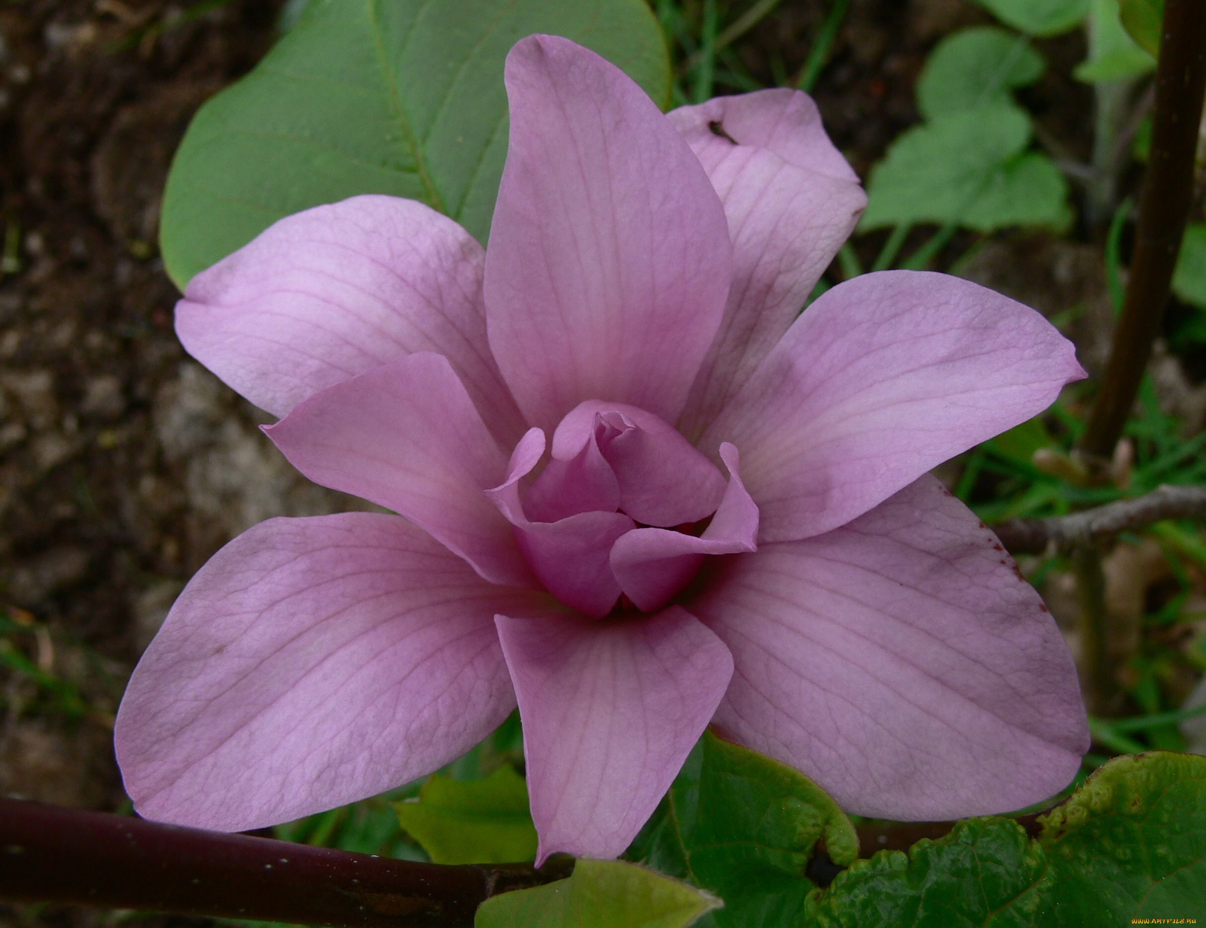 цветы, лепестки