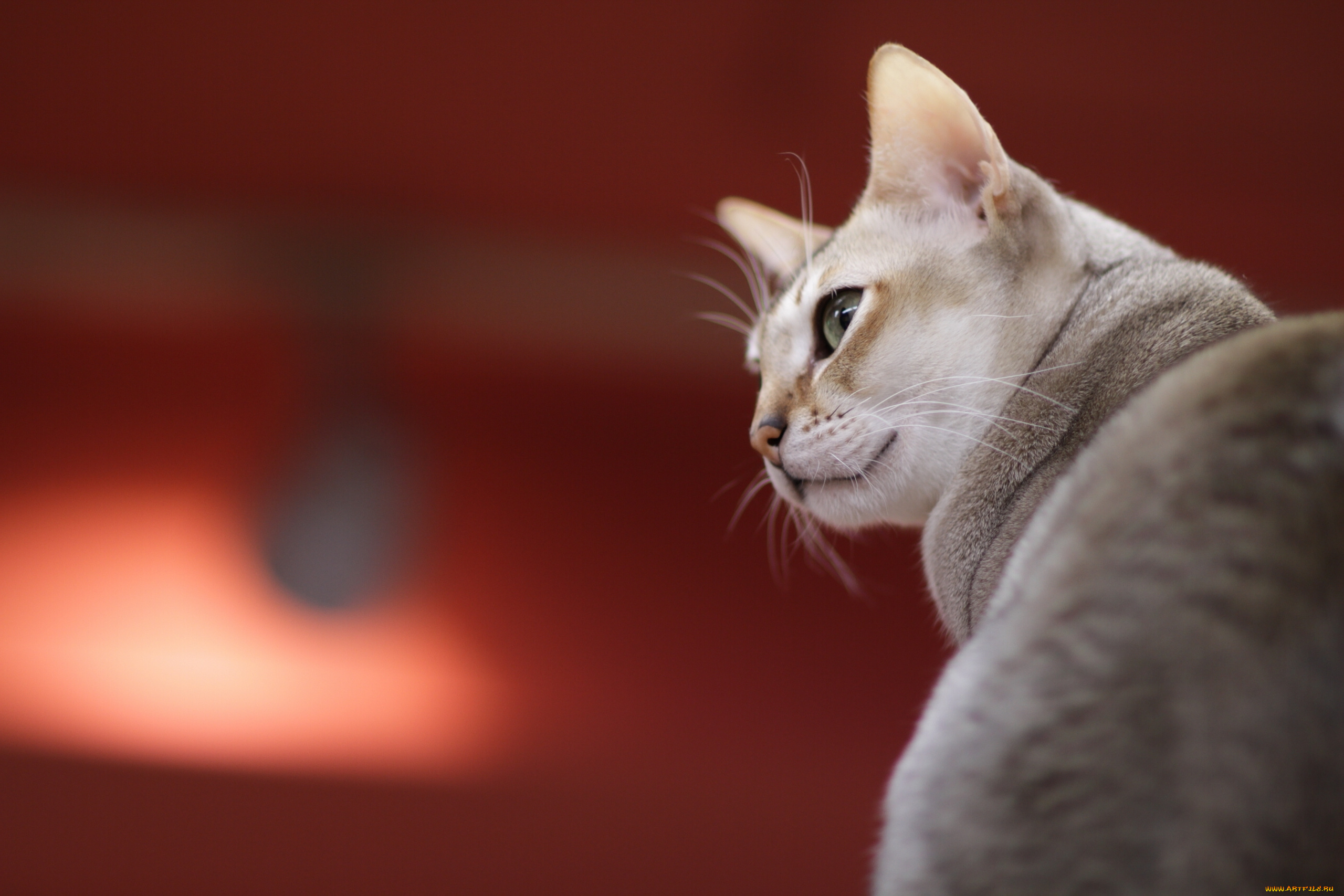 животные, коты, взгляд