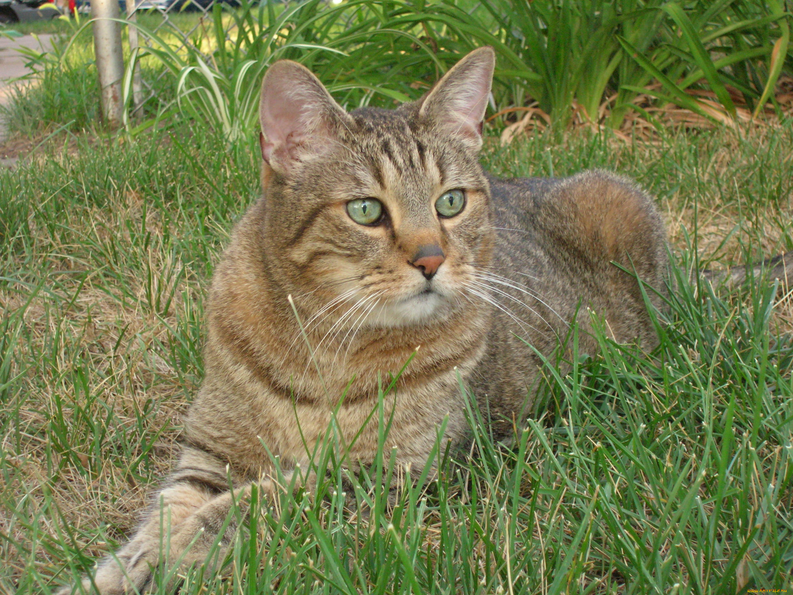 животные, коты, кошка