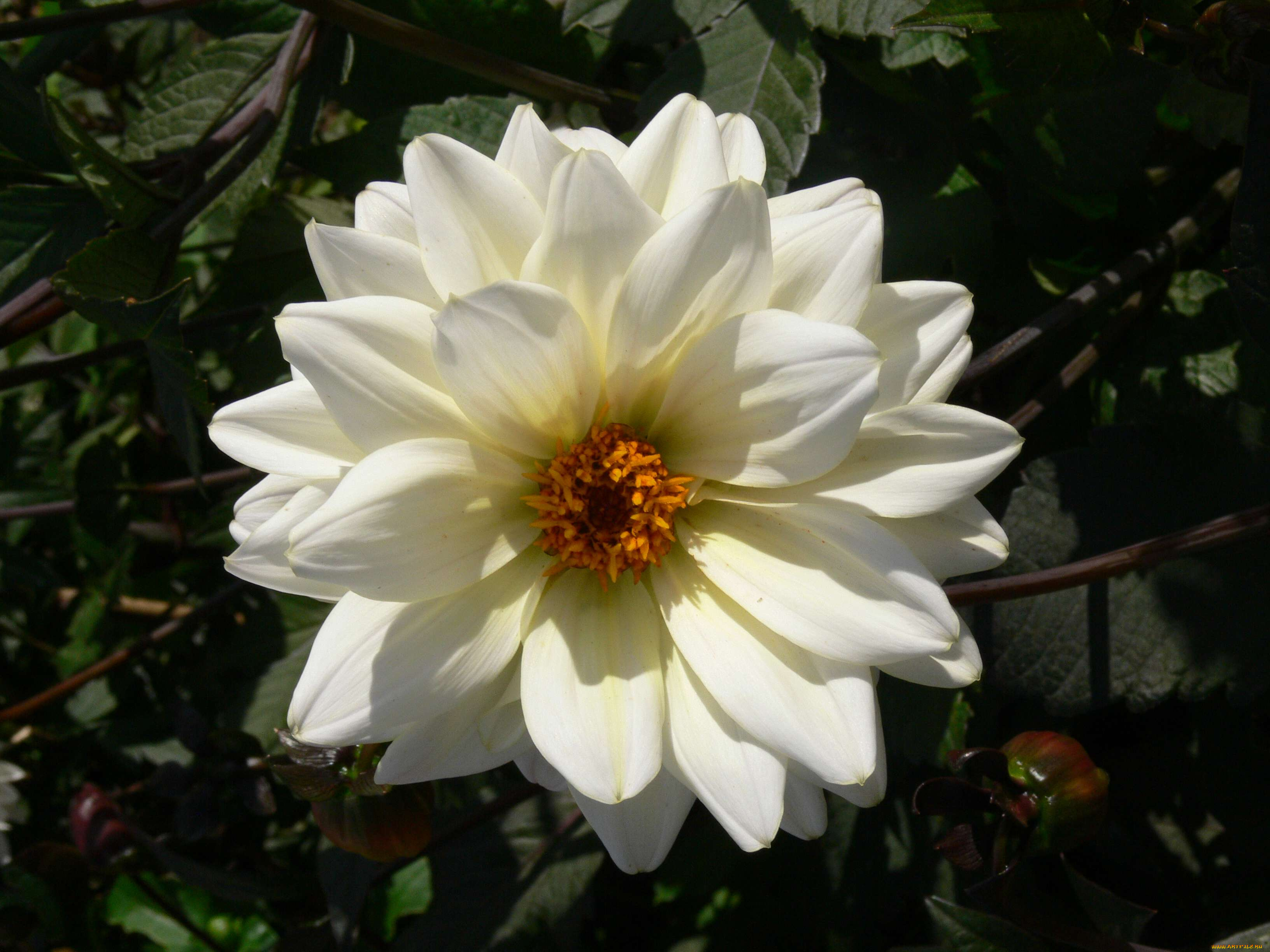 цветы, георгины, георгина