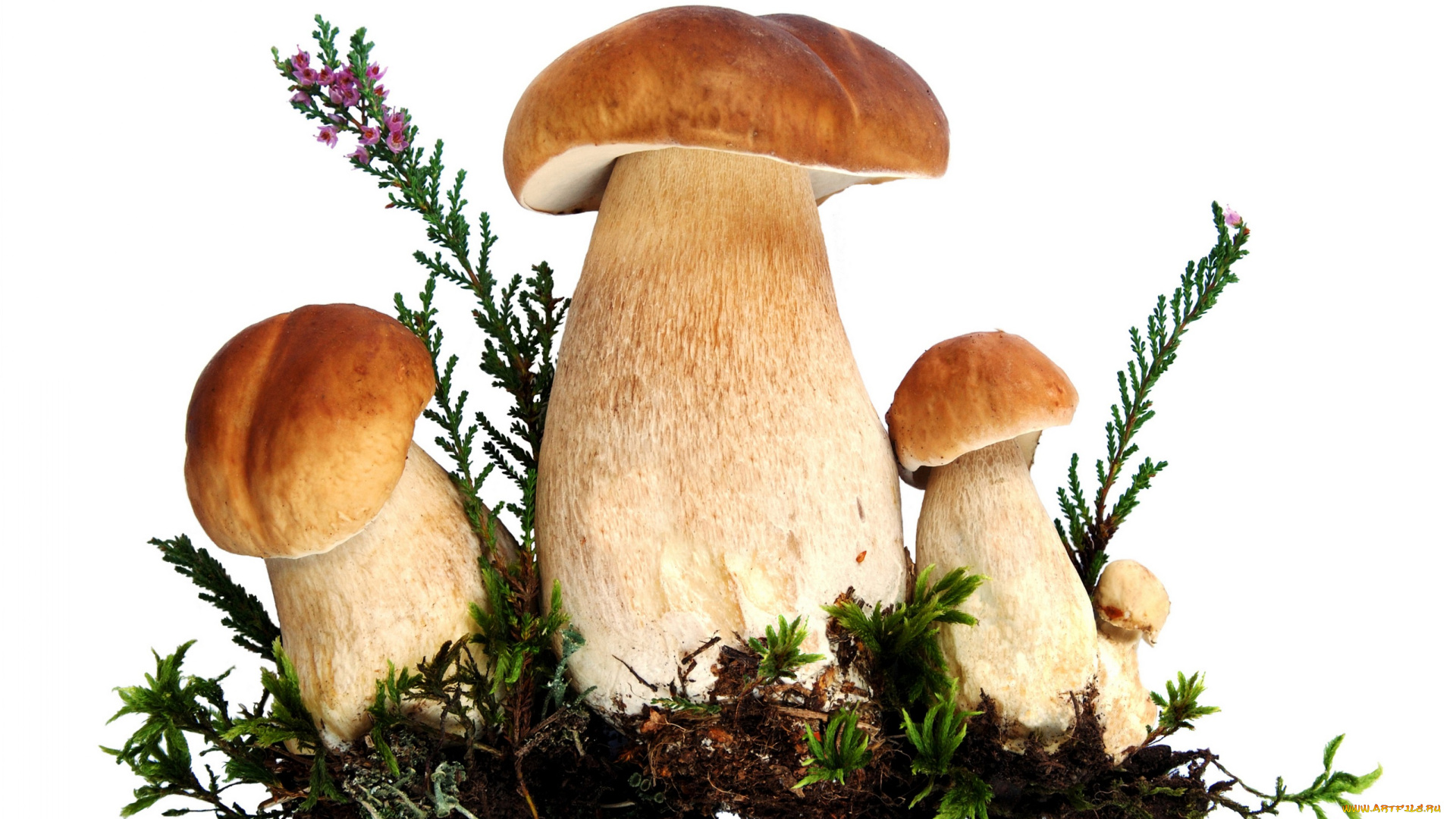 еда, грибы, грибные, блюда, белые, боровики