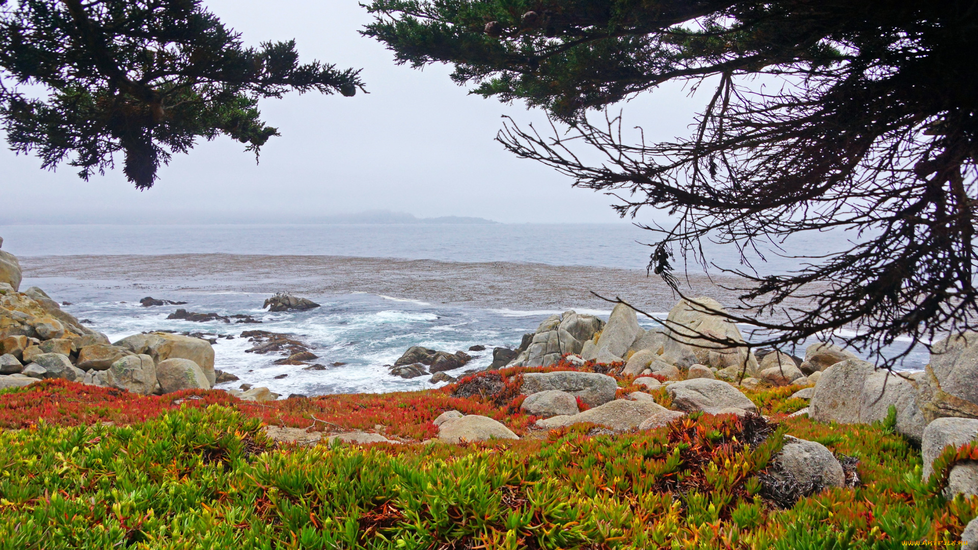 калифорния, природа, побережье, трава, море