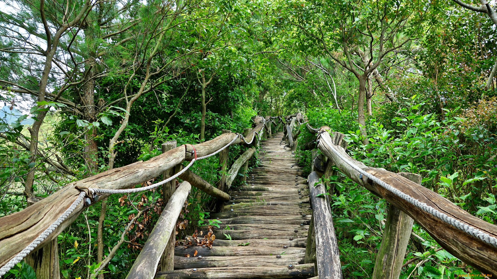 природа, дороги, настил, лес, мостик, перила