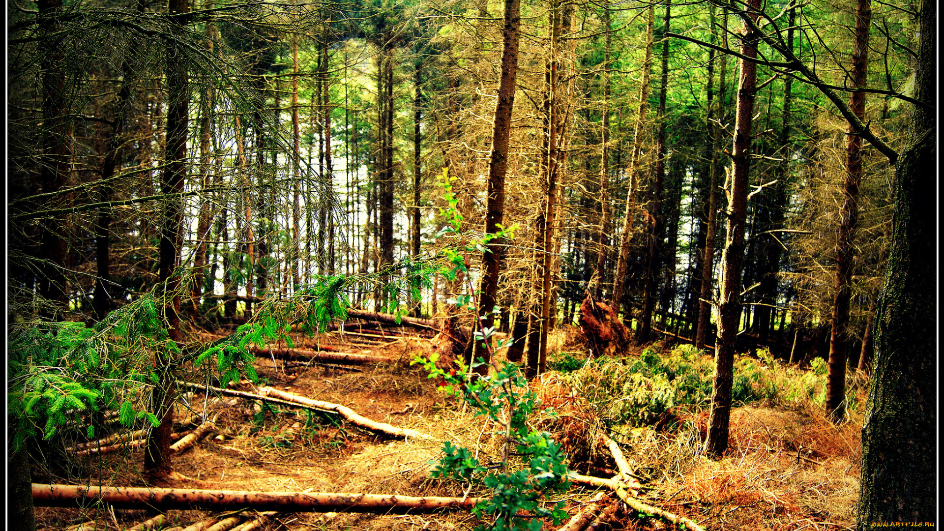 природа, лес, ельник, стволы, бурелом