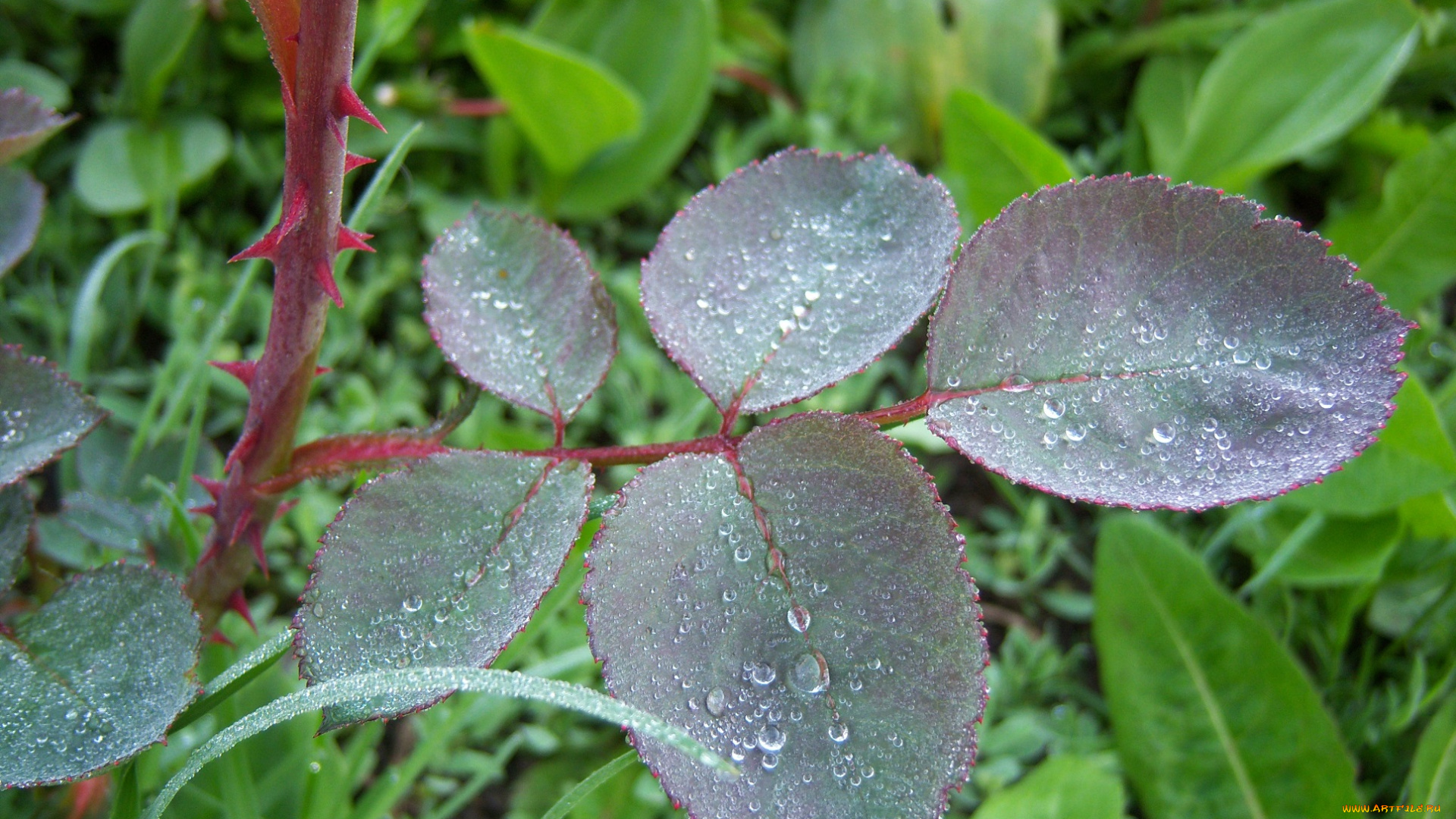 природа, листья, росса