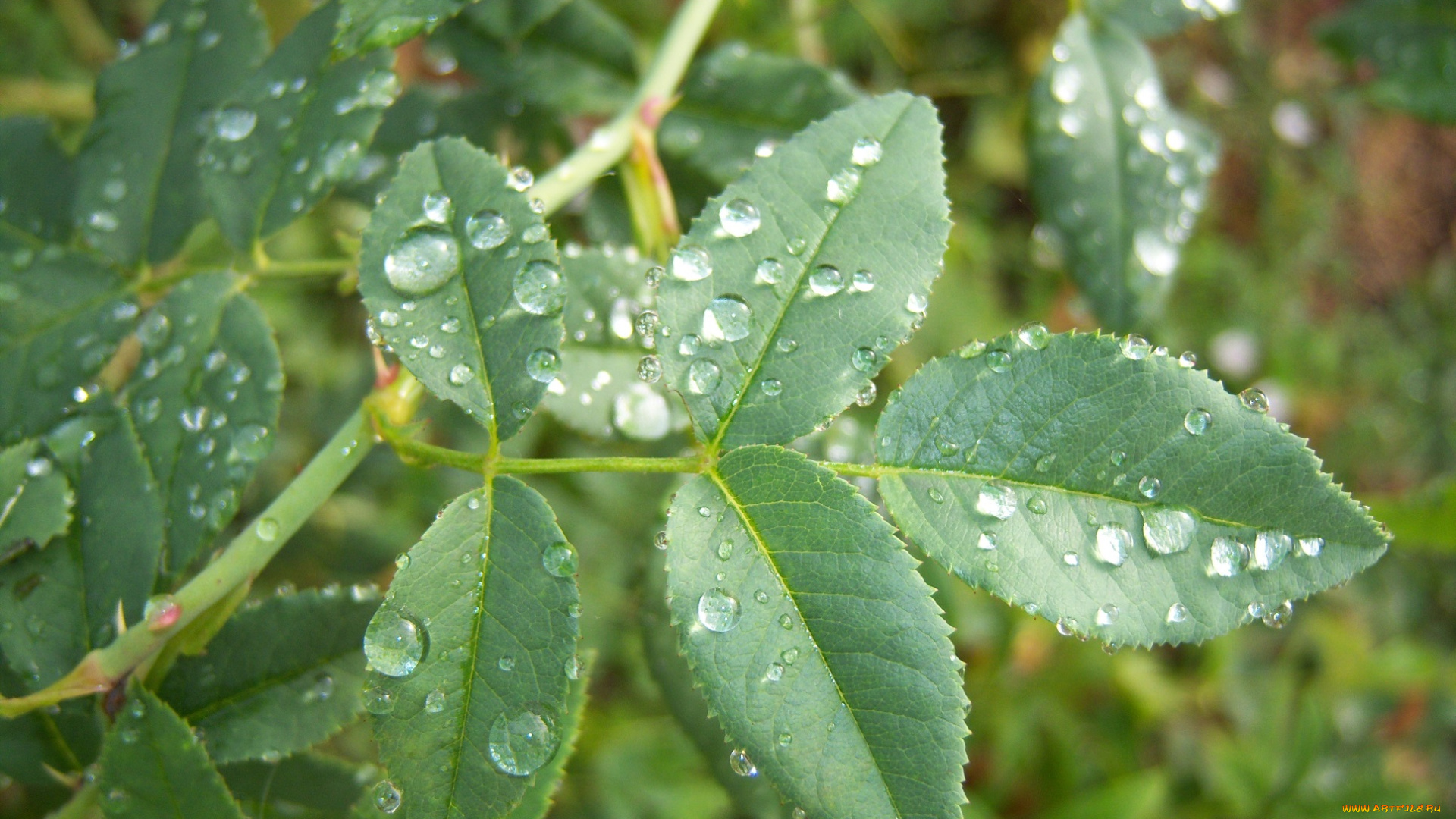 природа, макро, росса