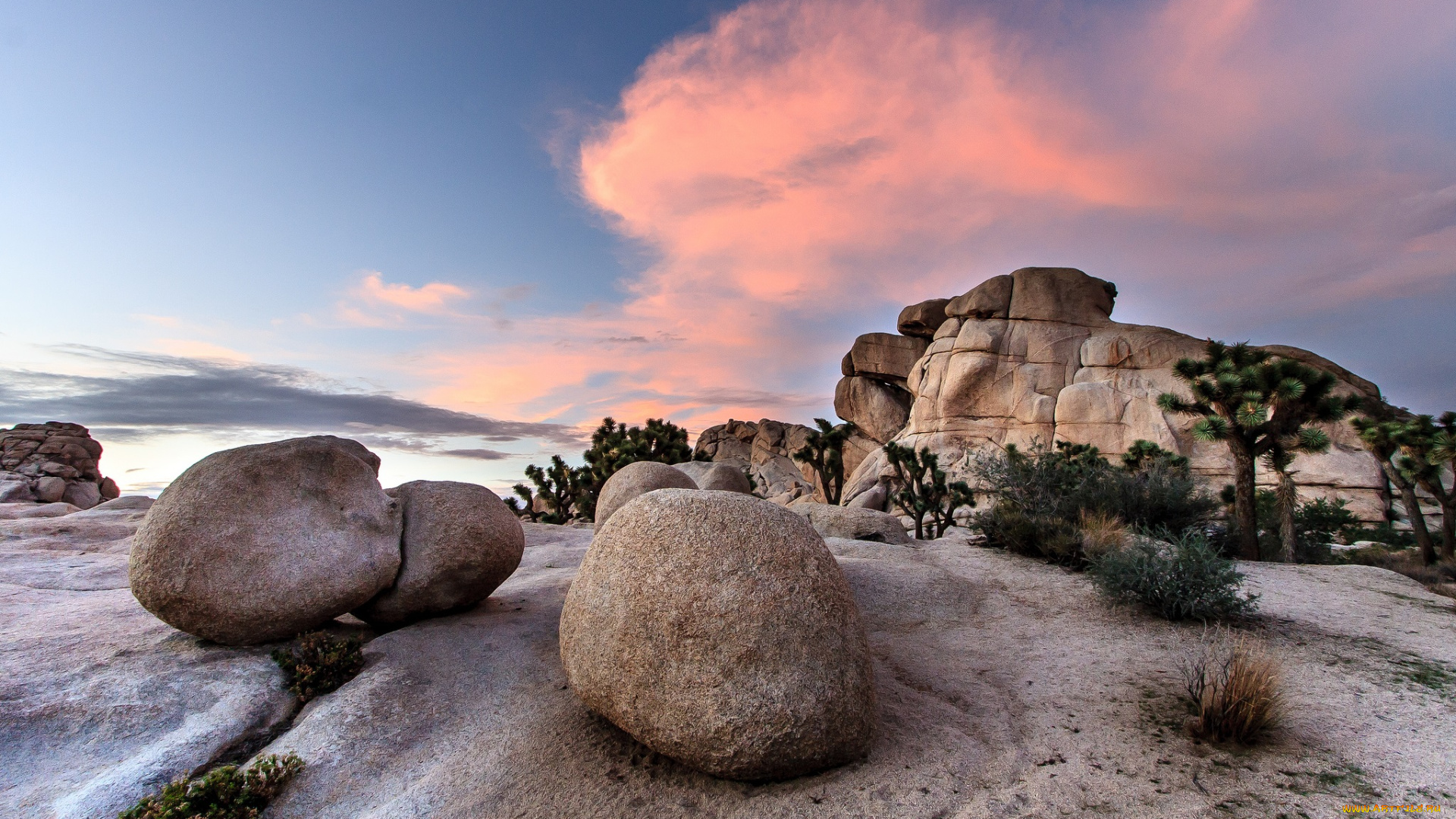 природа, пустыни, деревья, пустыня, камни, песок, скала