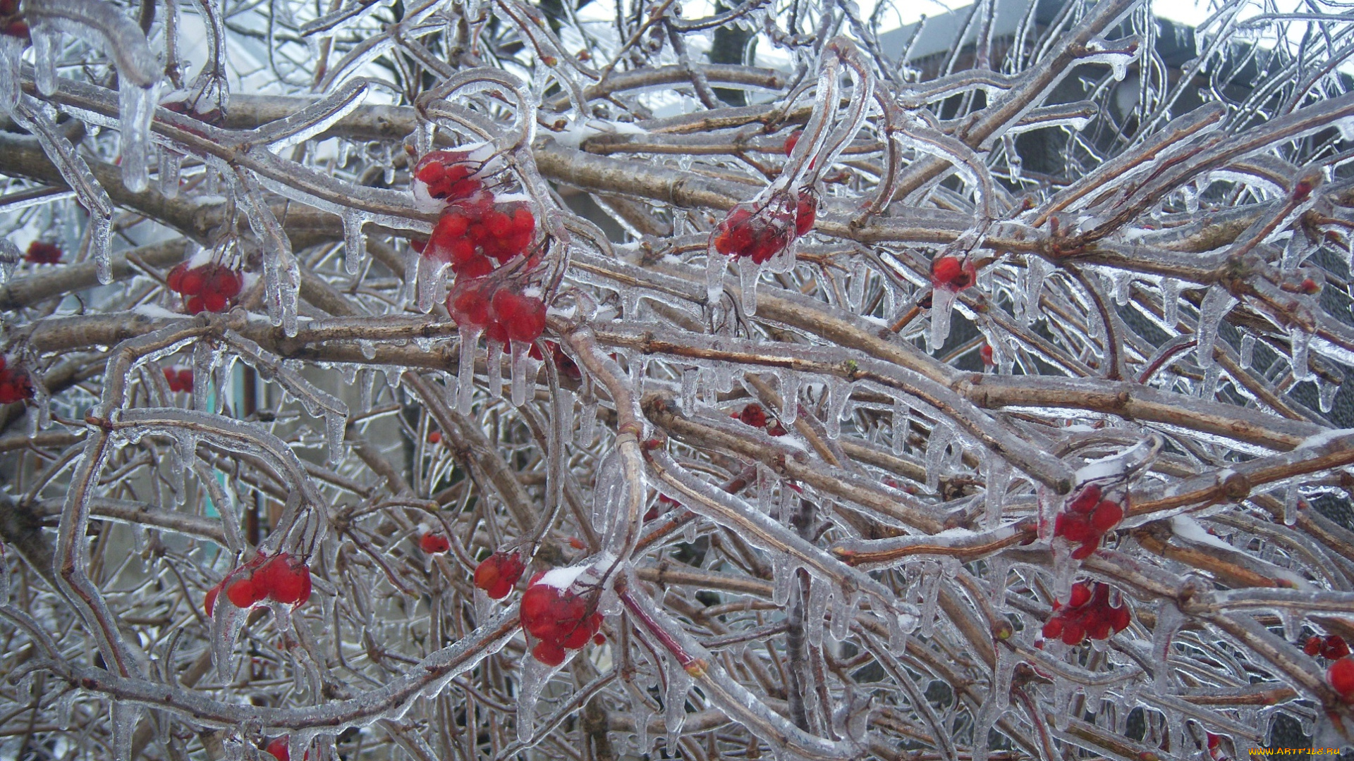 природа, зима