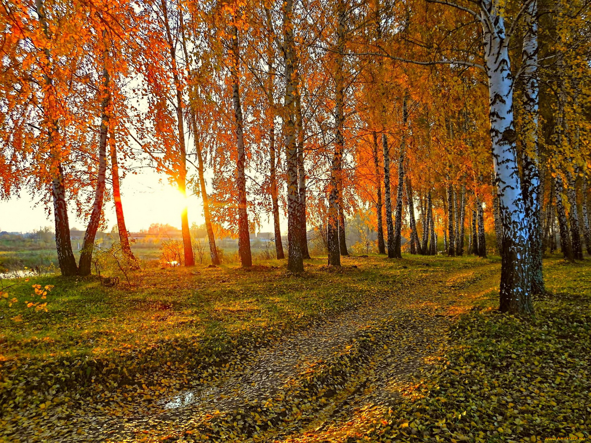 природа, деревья, осень, поля, березы, роща, тропа