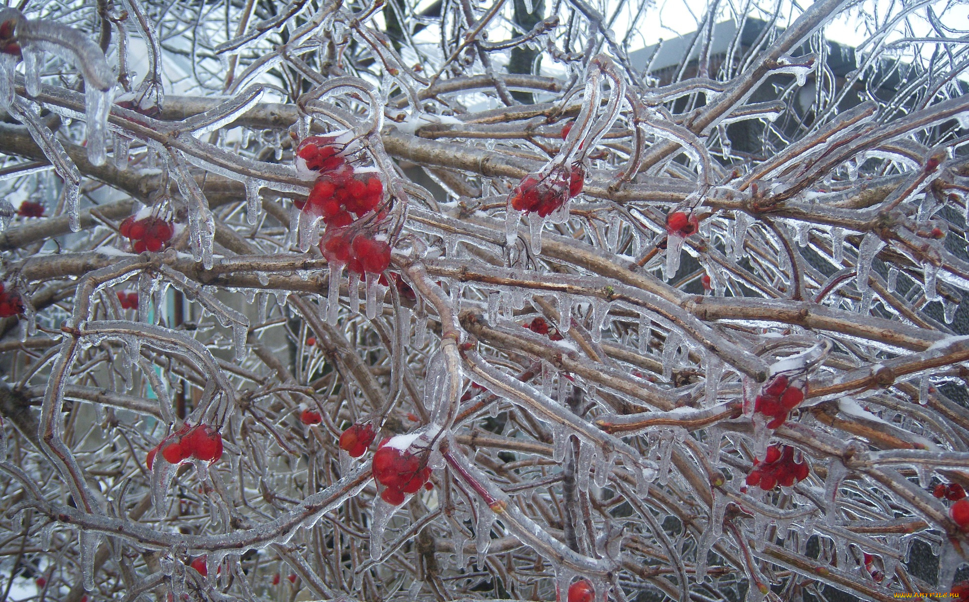 природа, зима