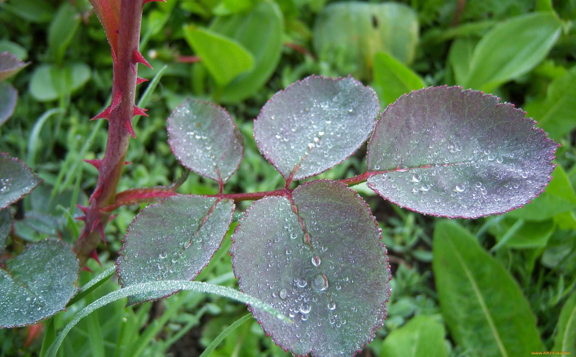 природа, листья, росса