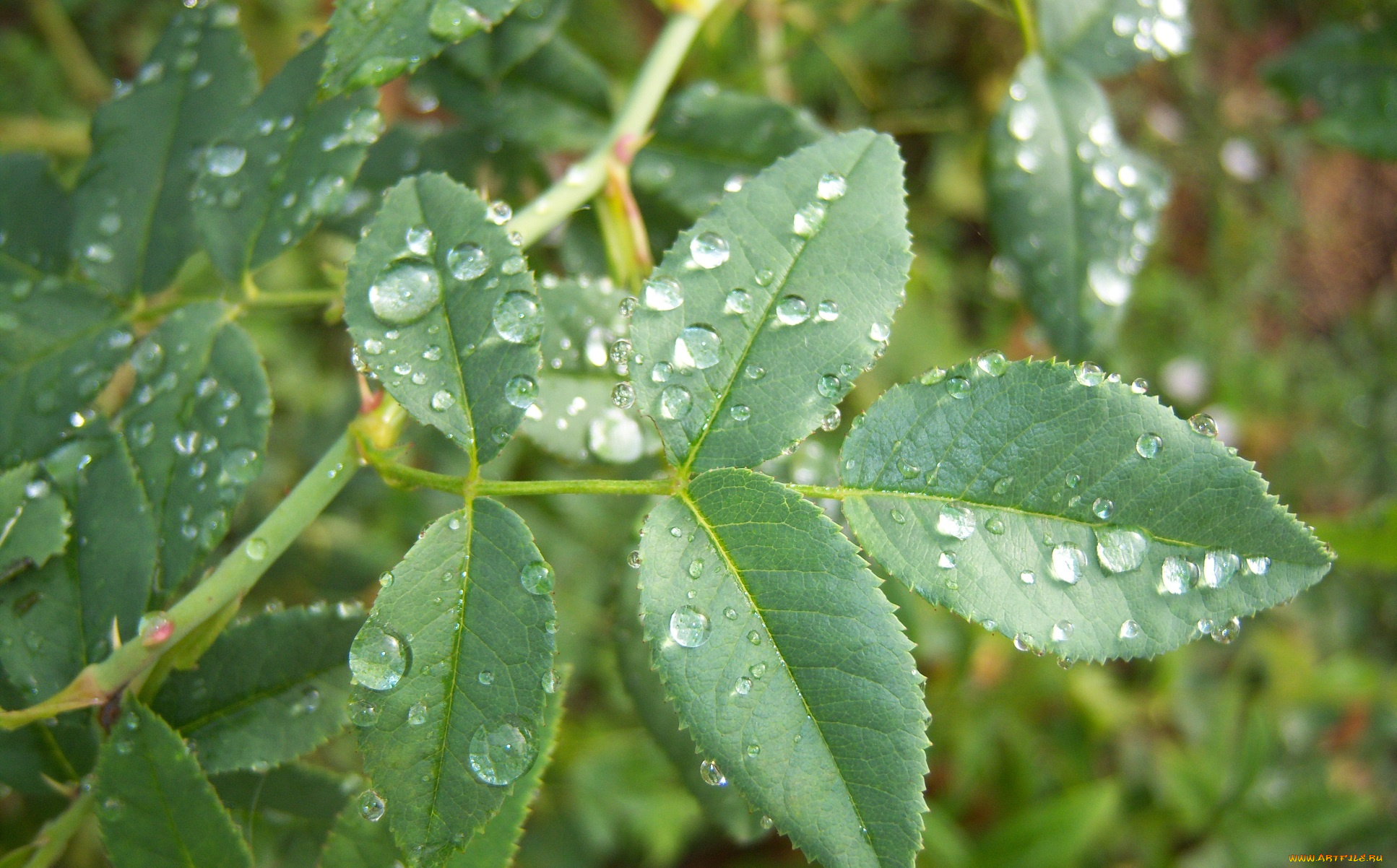 природа, макро, росса