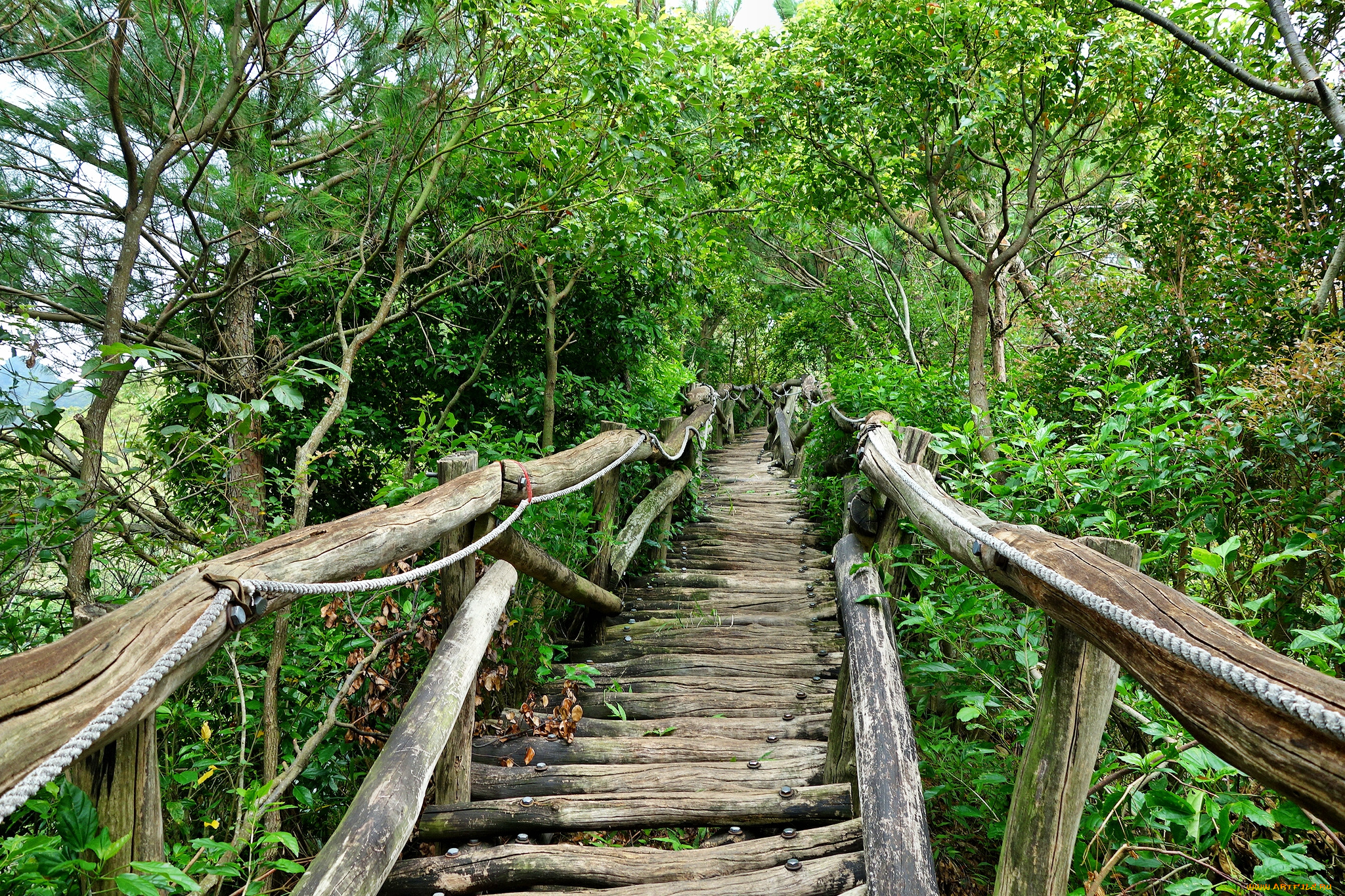 природа, дороги, настил, лес, мостик, перила