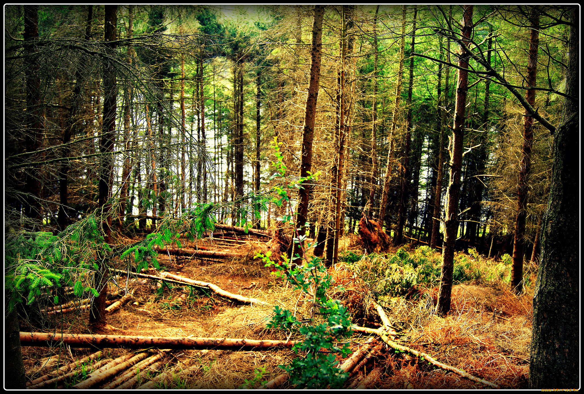 природа, лес, ельник, стволы, бурелом