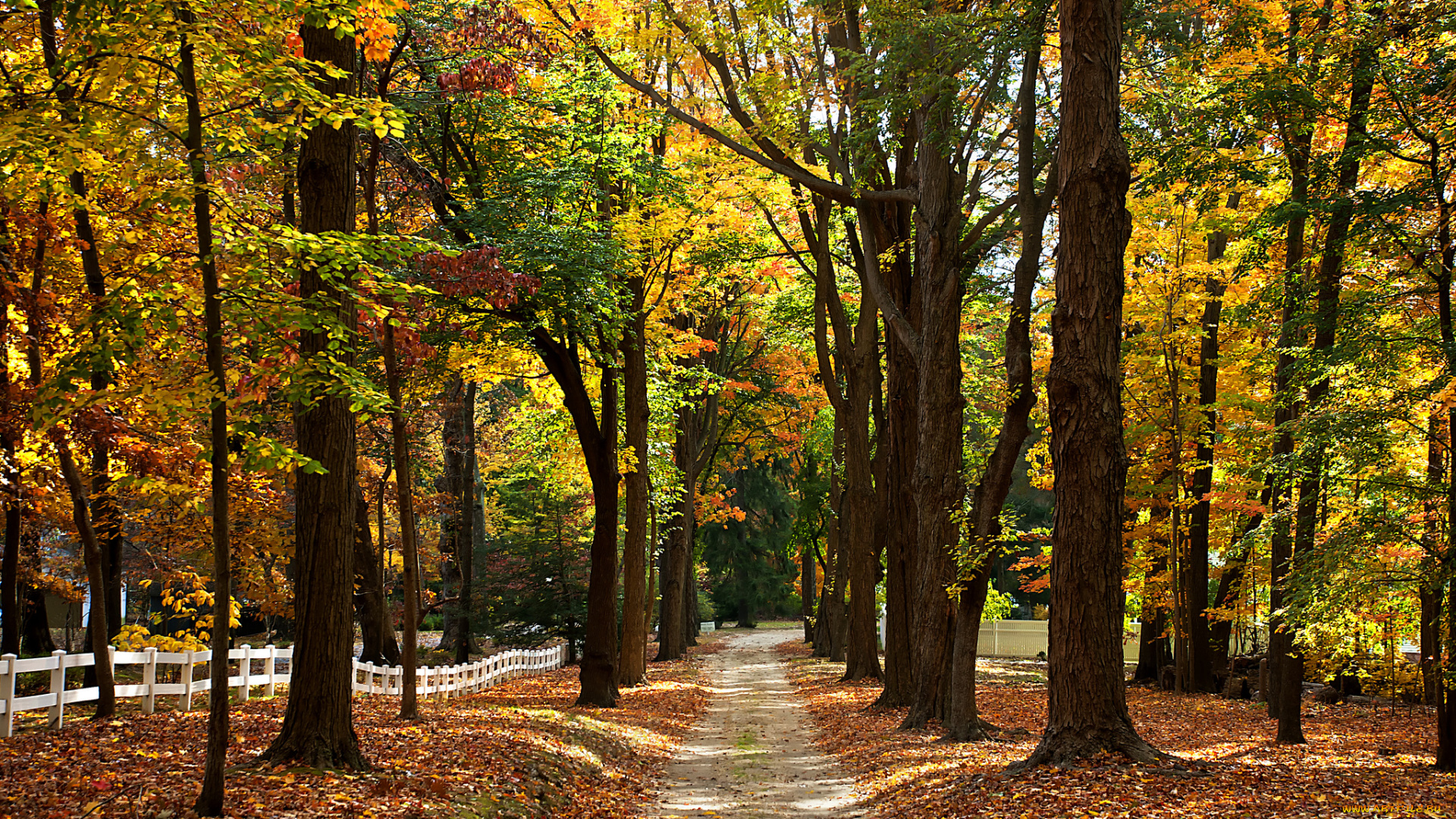 природа, дороги, осень, забор, тропинка, лес