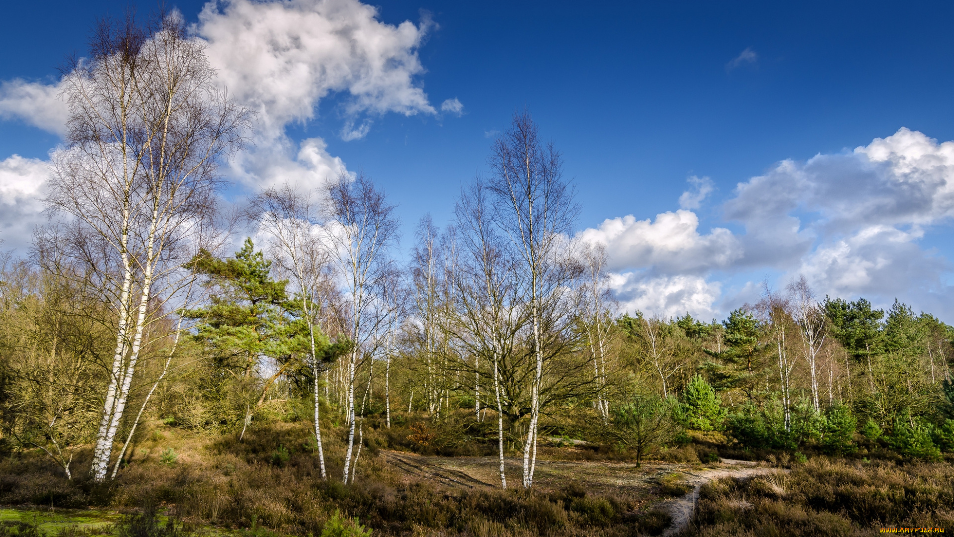 природа, лес, облака