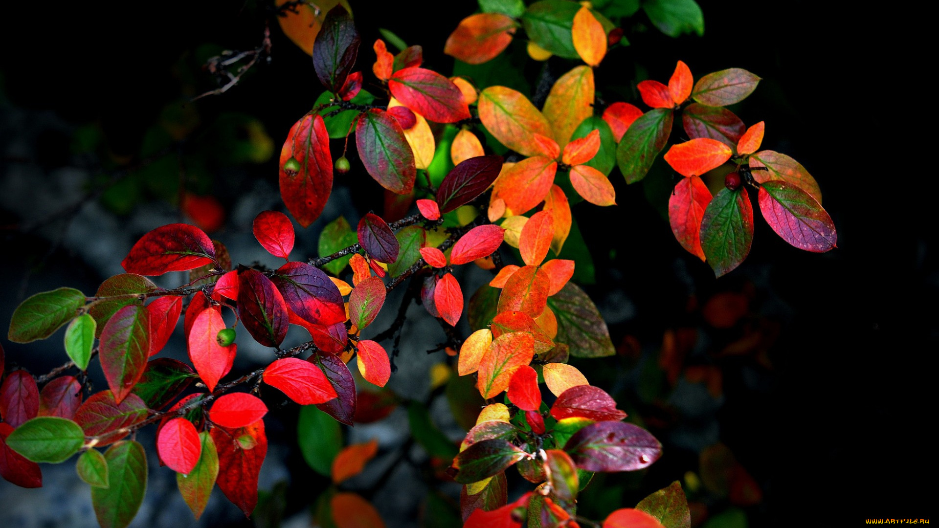 природа, листья, фон, осень, куст, ветки