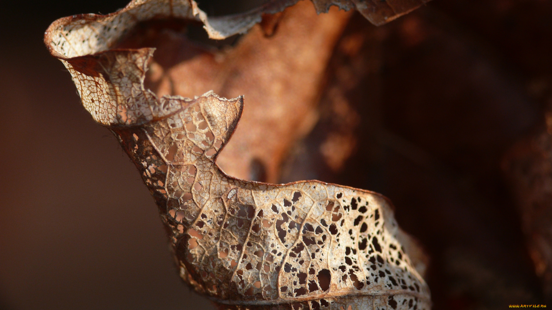 природа, листья, макро, коричневый, лист, сухой, дырявый