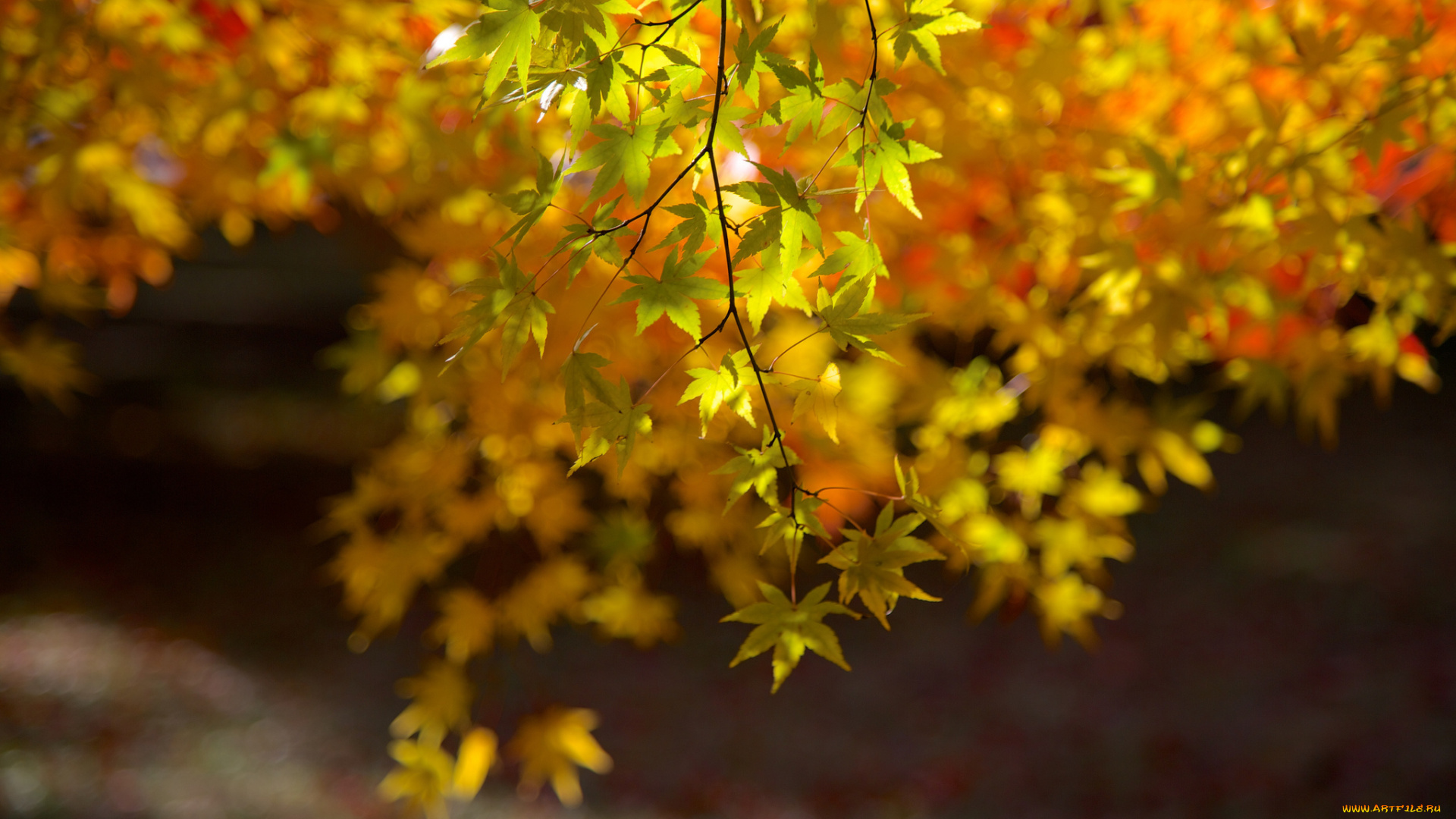 природа, листья, ветка, клен, осень