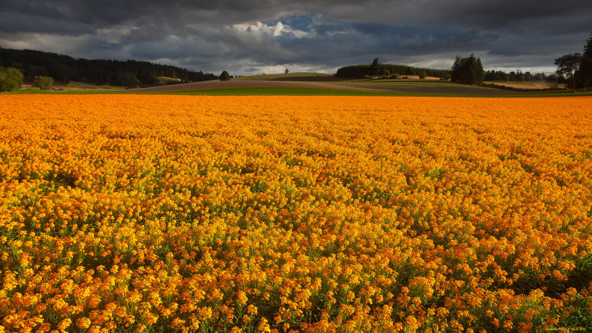 природа, луга, цветы, трава, луг