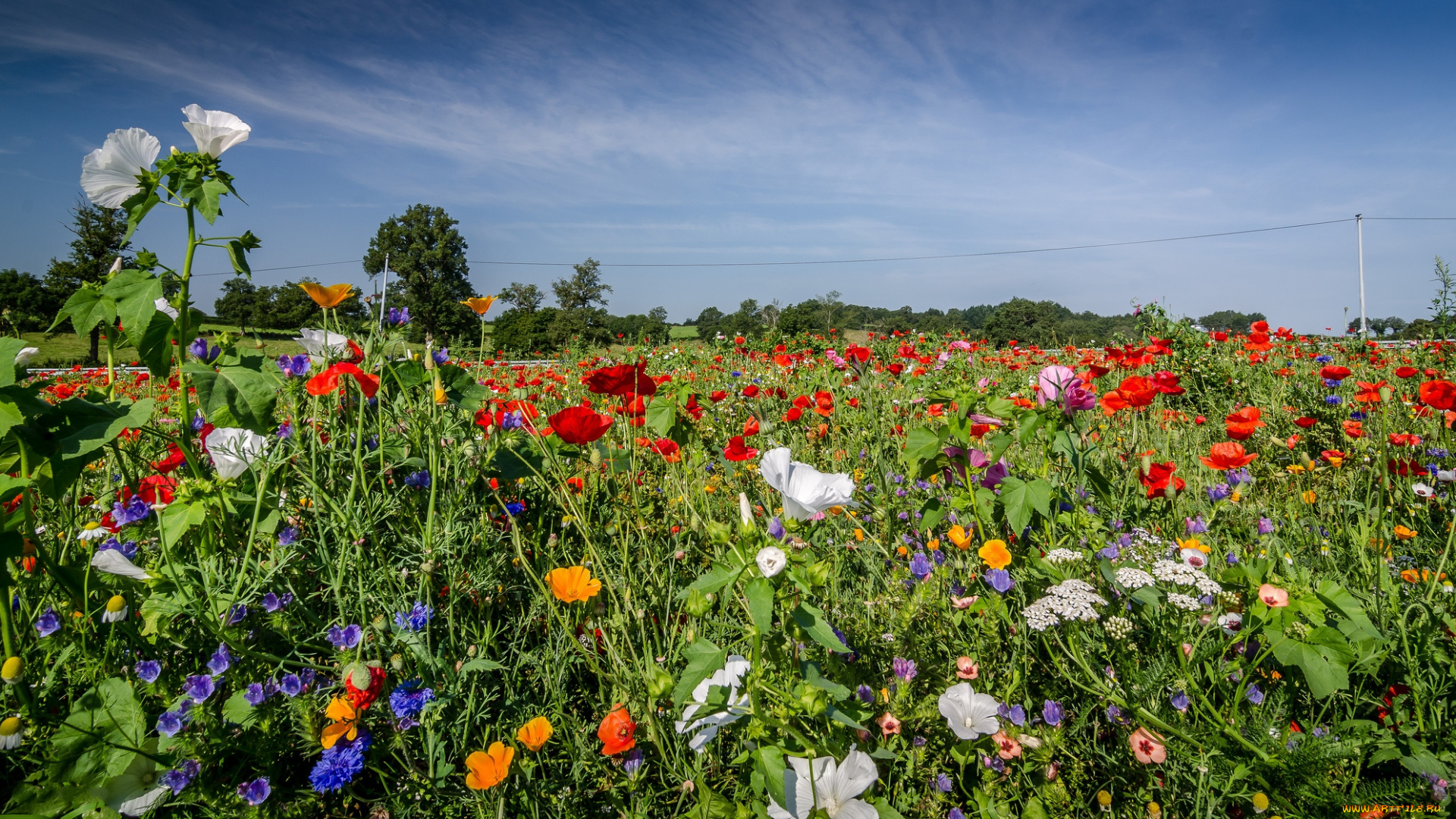 природа, луга, цветы, трава, луг