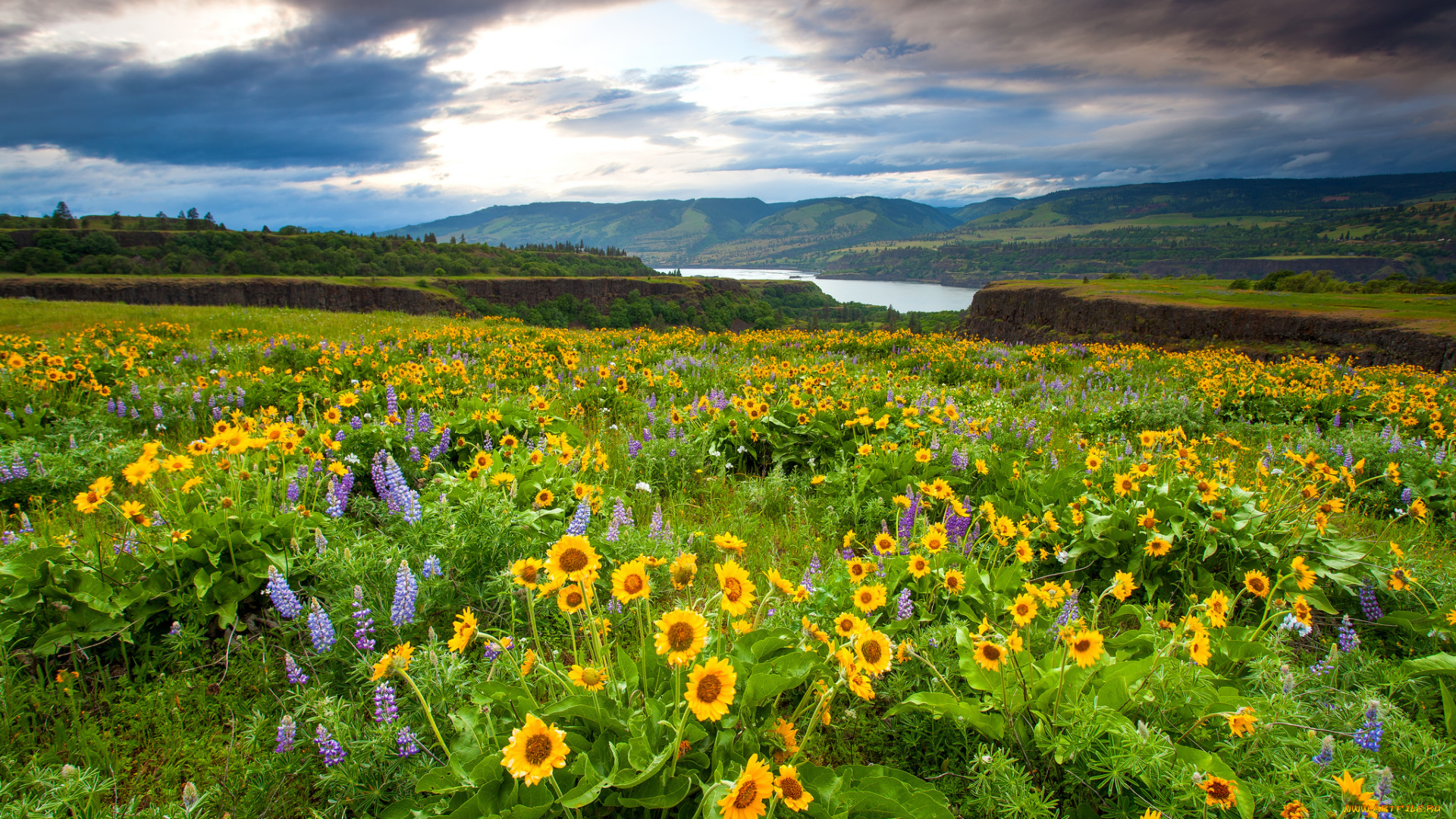 природа, луга, луг, река, цветы, трава