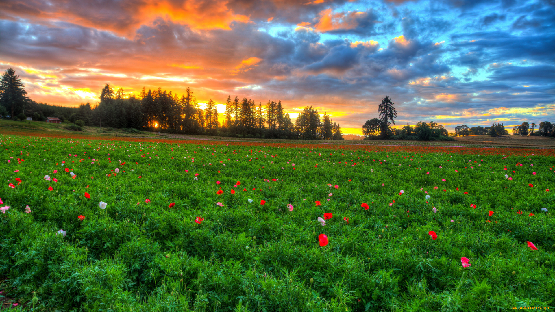 природа, луга, трава, цветы, луг