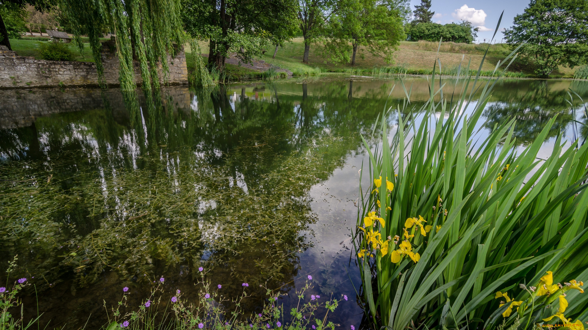 природа, парк, ирисы, пруд