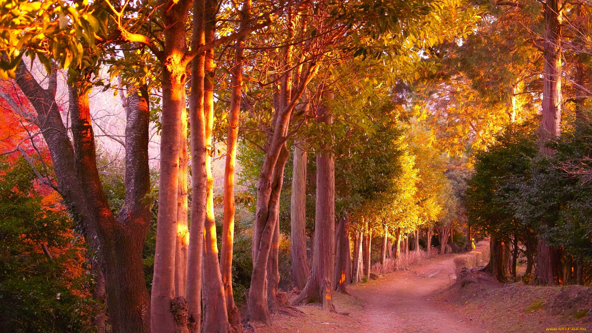 природа, парк, осень, тропа, деревья