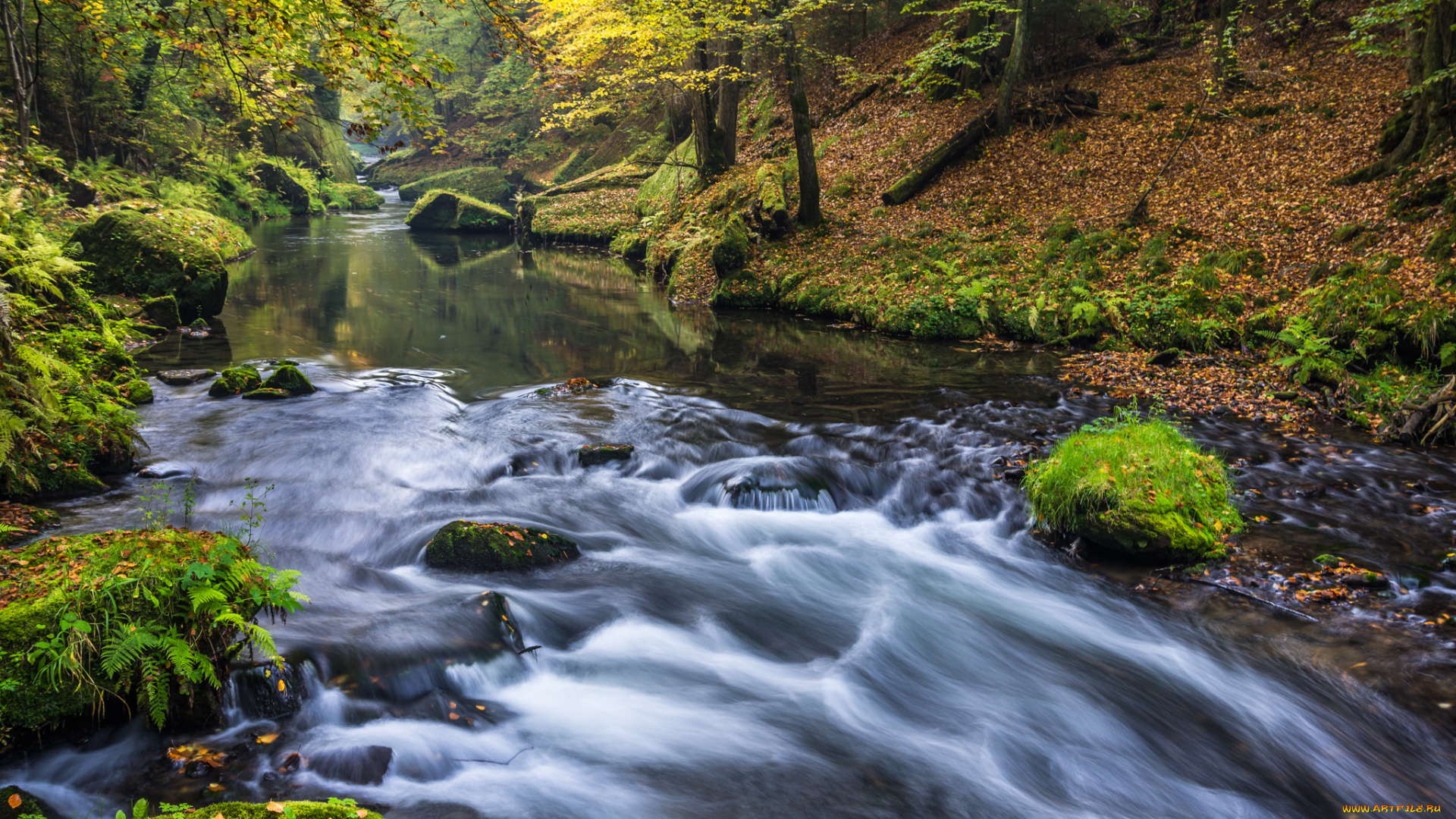 природа, реки, озера, лес, река