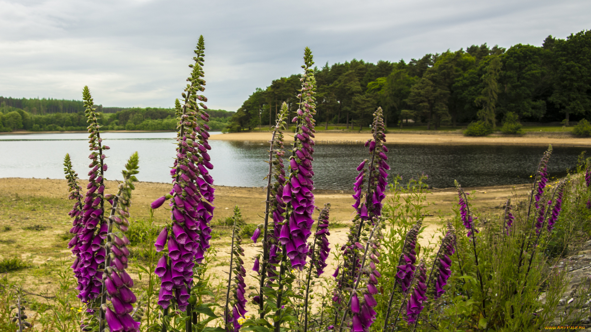 природа, реки, озера, луг, река, лес, цветы