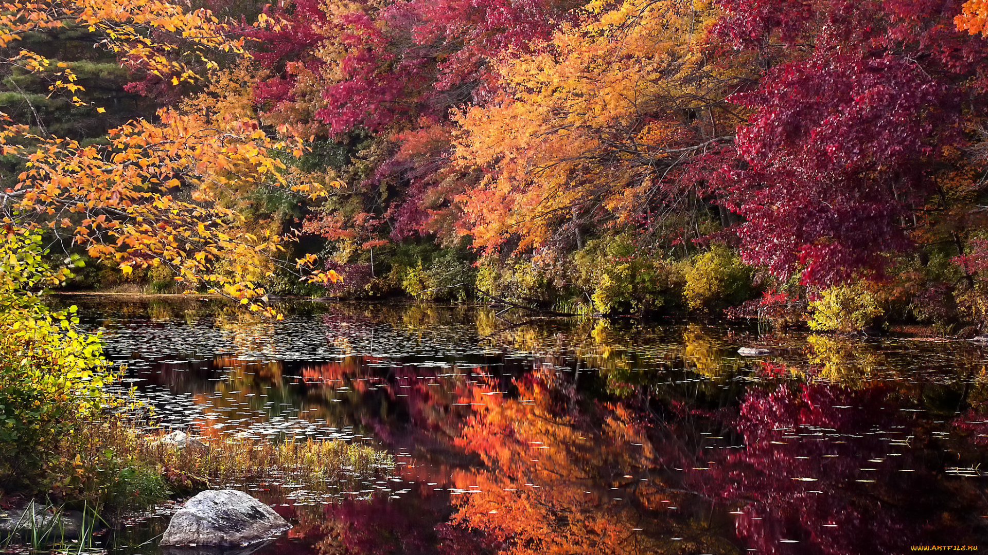 природа, реки, озера, осень, река, лес