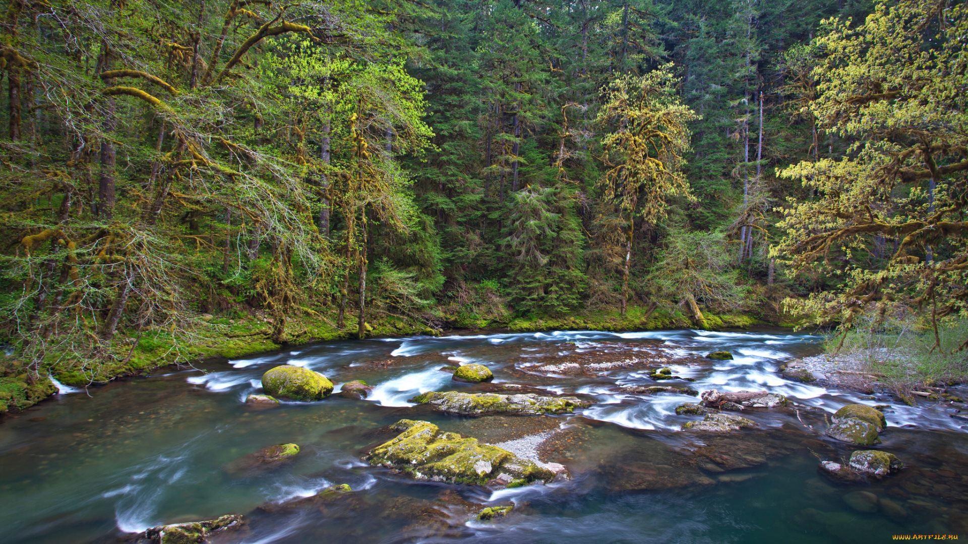 природа, реки, озера, пороги, река, лес