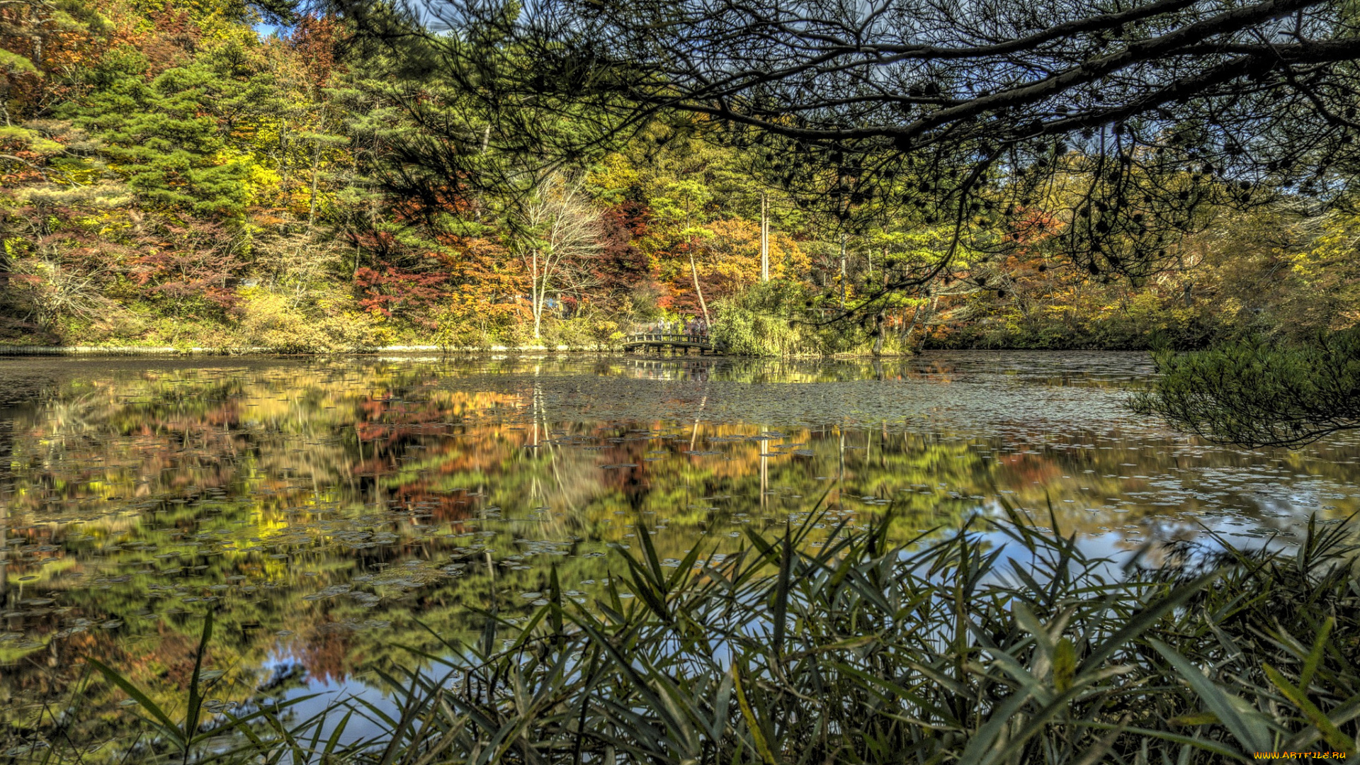 природа, реки, озера, заросли, осока, лес, река