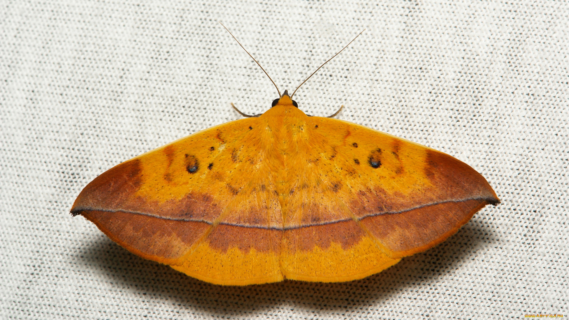 животные, бабочки, itchydogimages, макро, насекомое, мотылёк