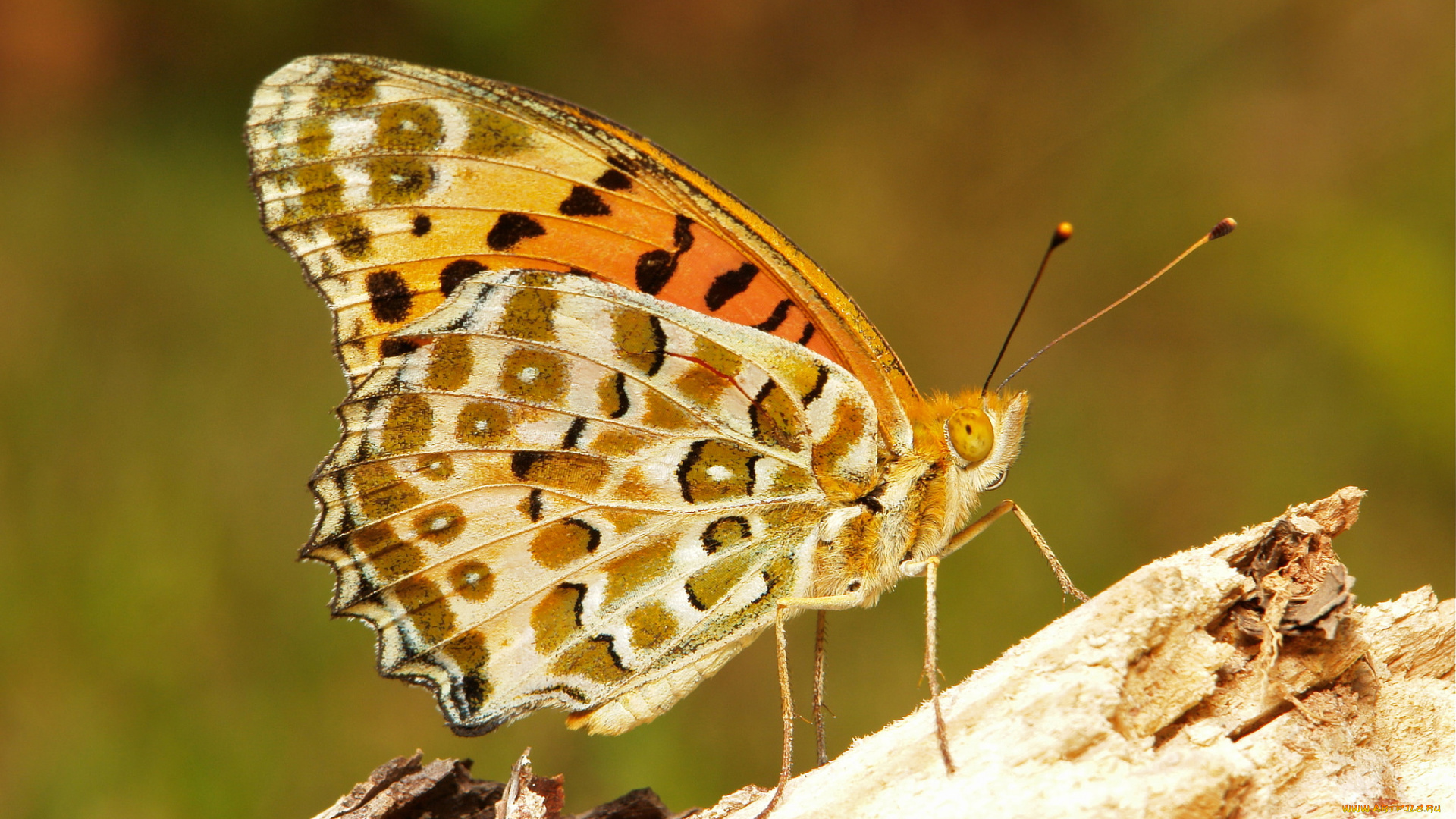 животные, бабочки, itchydogimages, макро, бабочка, крылья